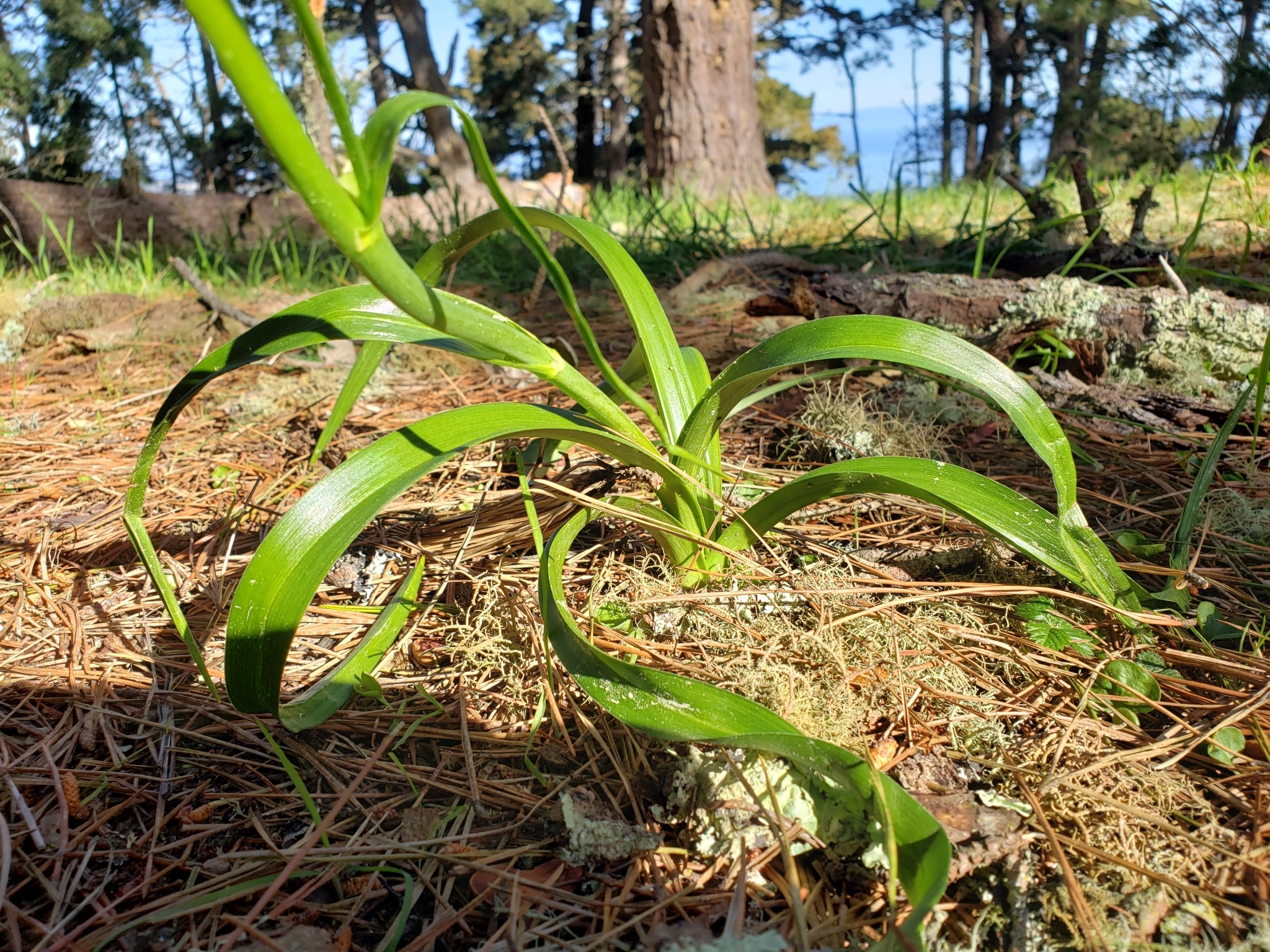 Fremont's Deathcamas in Monterey County, California (3/7/2021).