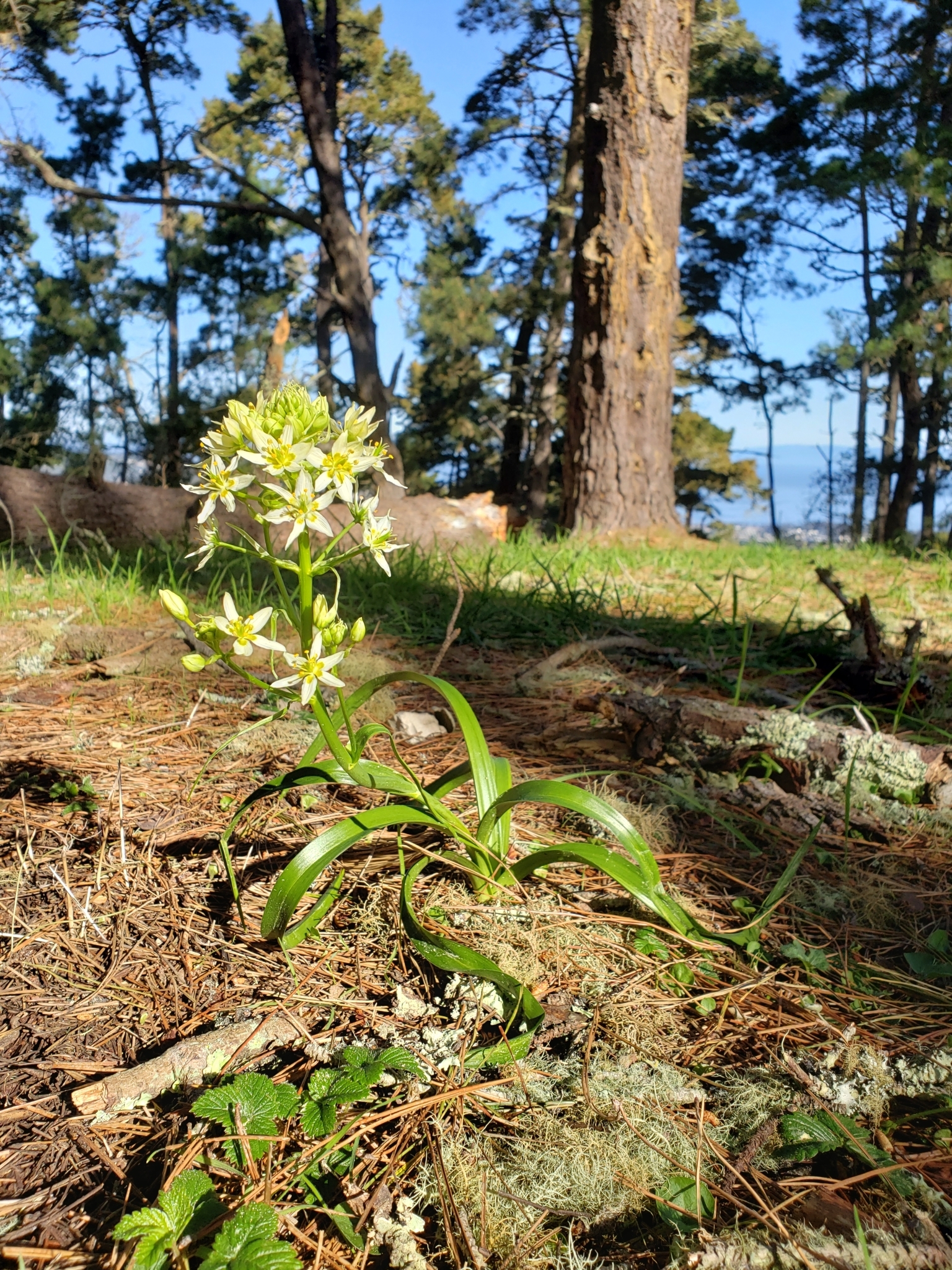 Fremont's Deathcamas in Monterey County, California (3/7/2021).