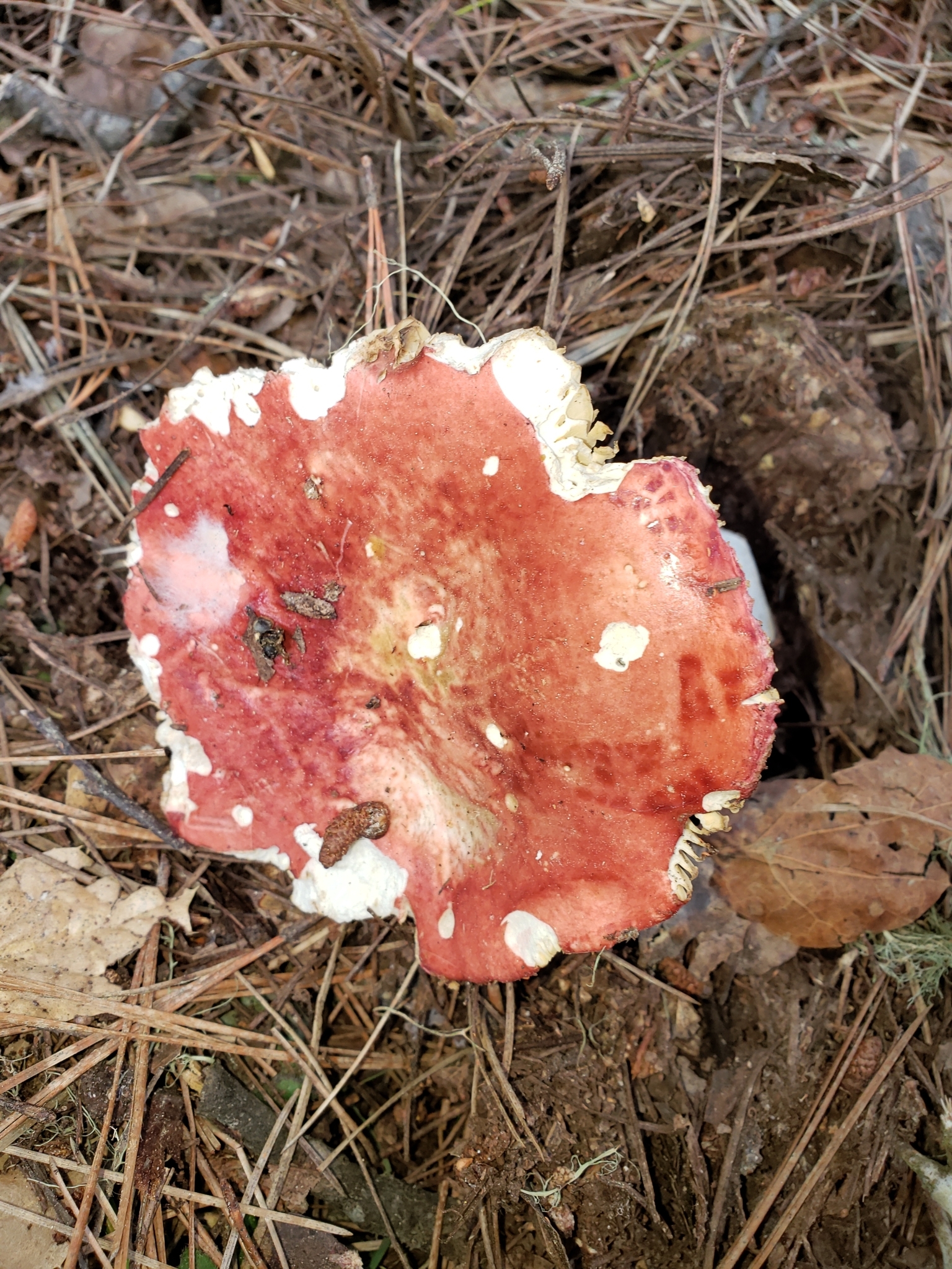 Genus<em> Russula</em> in Monterey County, California (3/9/2021).