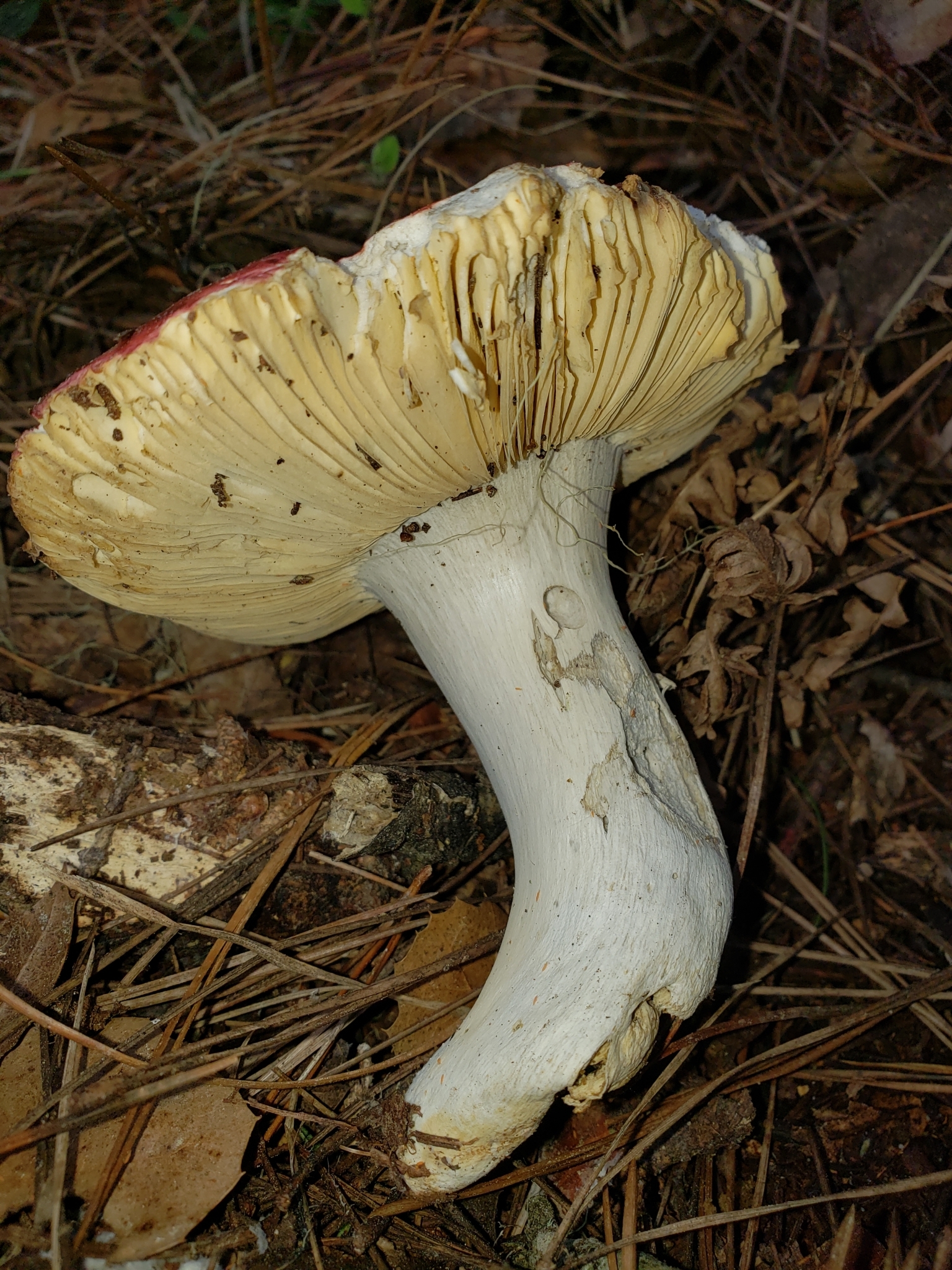 Genus<em> Russula</em> in Monterey County, California (3/9/2021).
