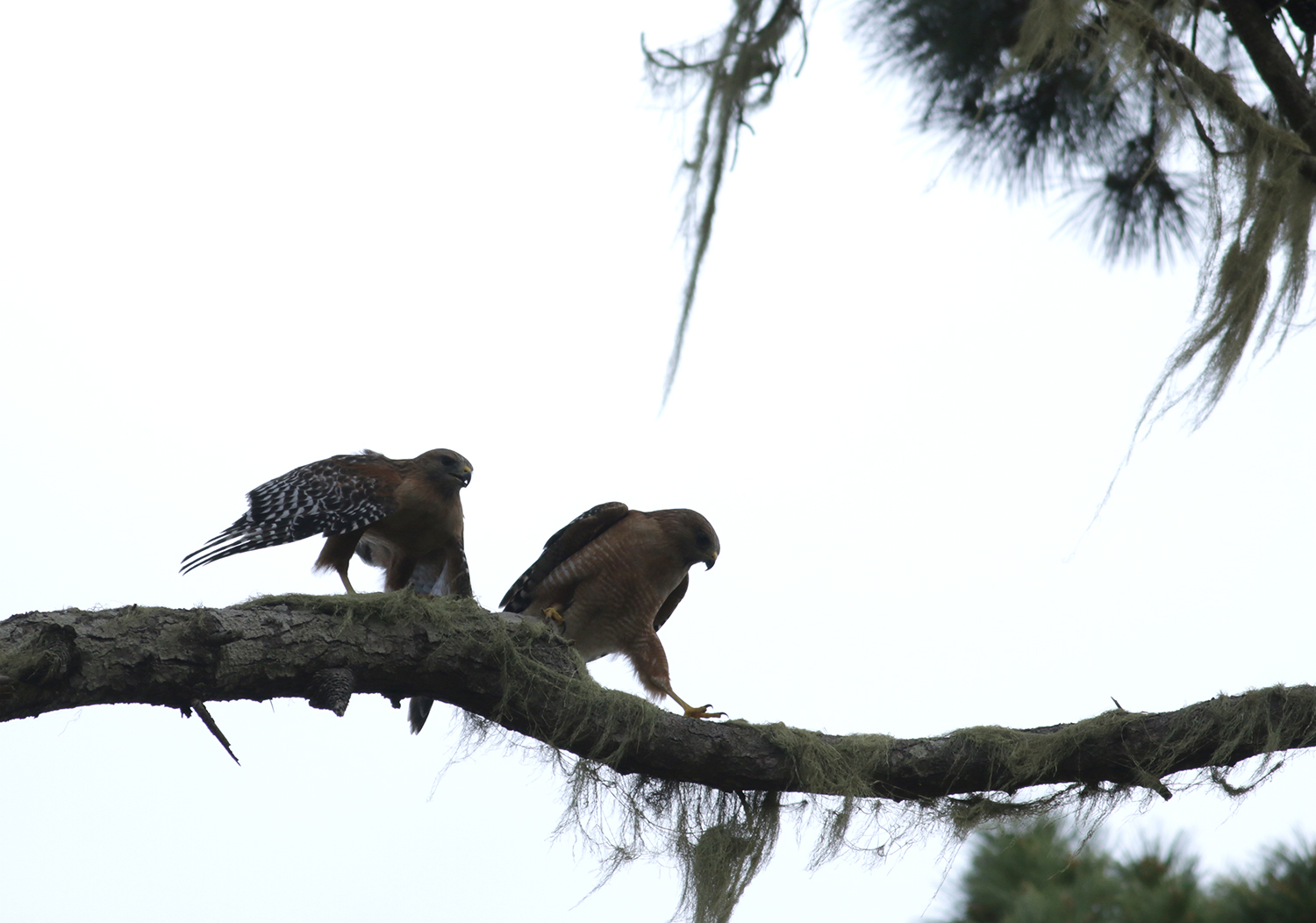 Red-shouldered Hawk in Monterey County, California (3/9/2021).