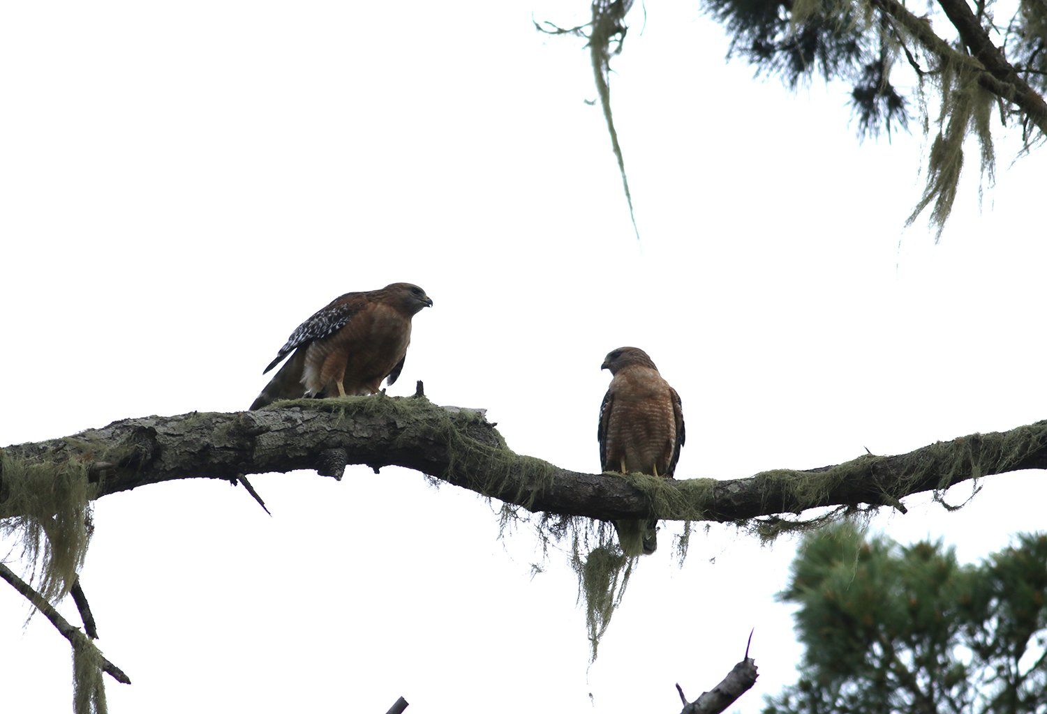 Red-shouldered Hawk in Monterey County, California (3/9/2021).
