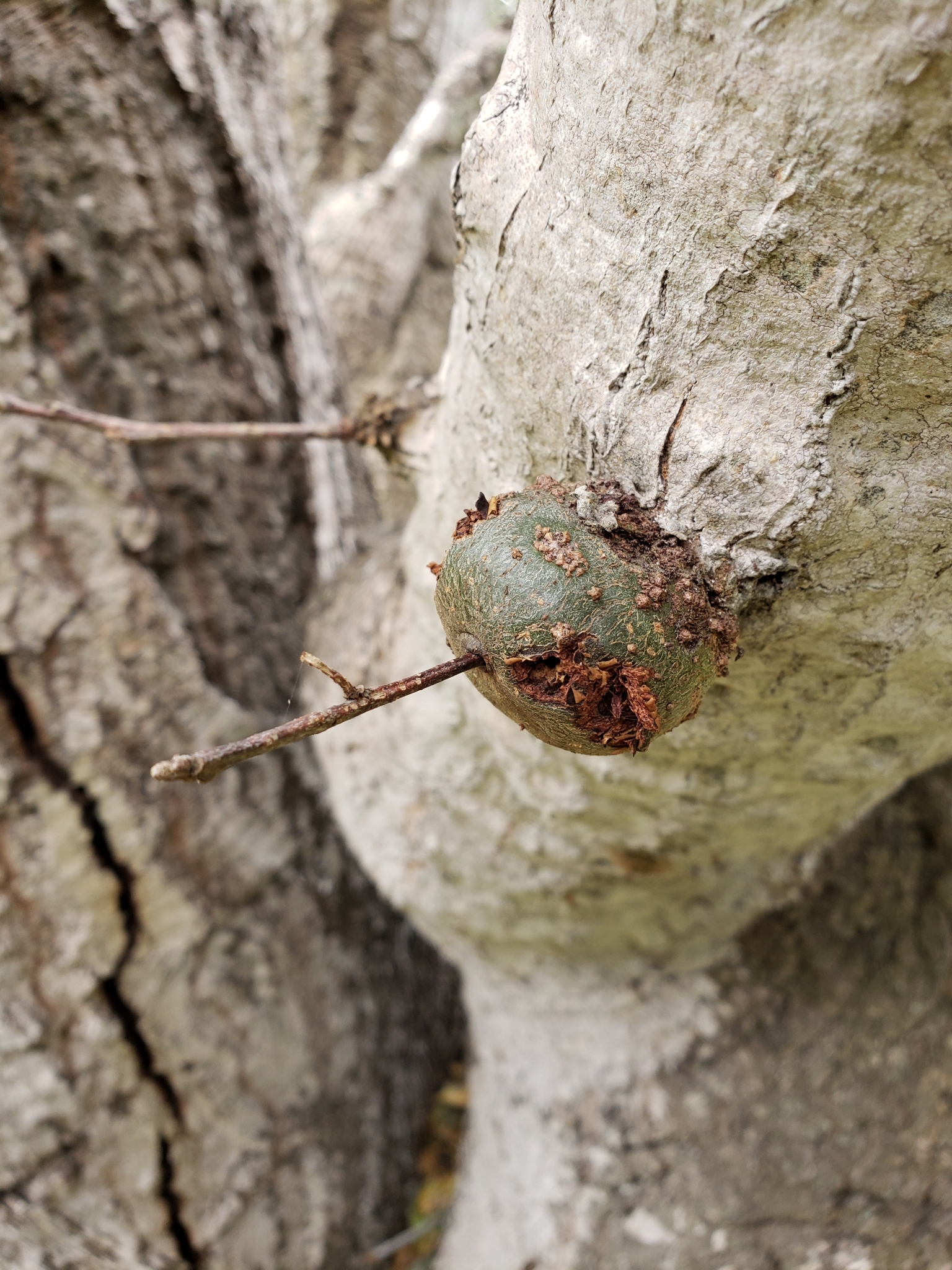 Family Cynipidae in Monterey County, California (3/14/2021).