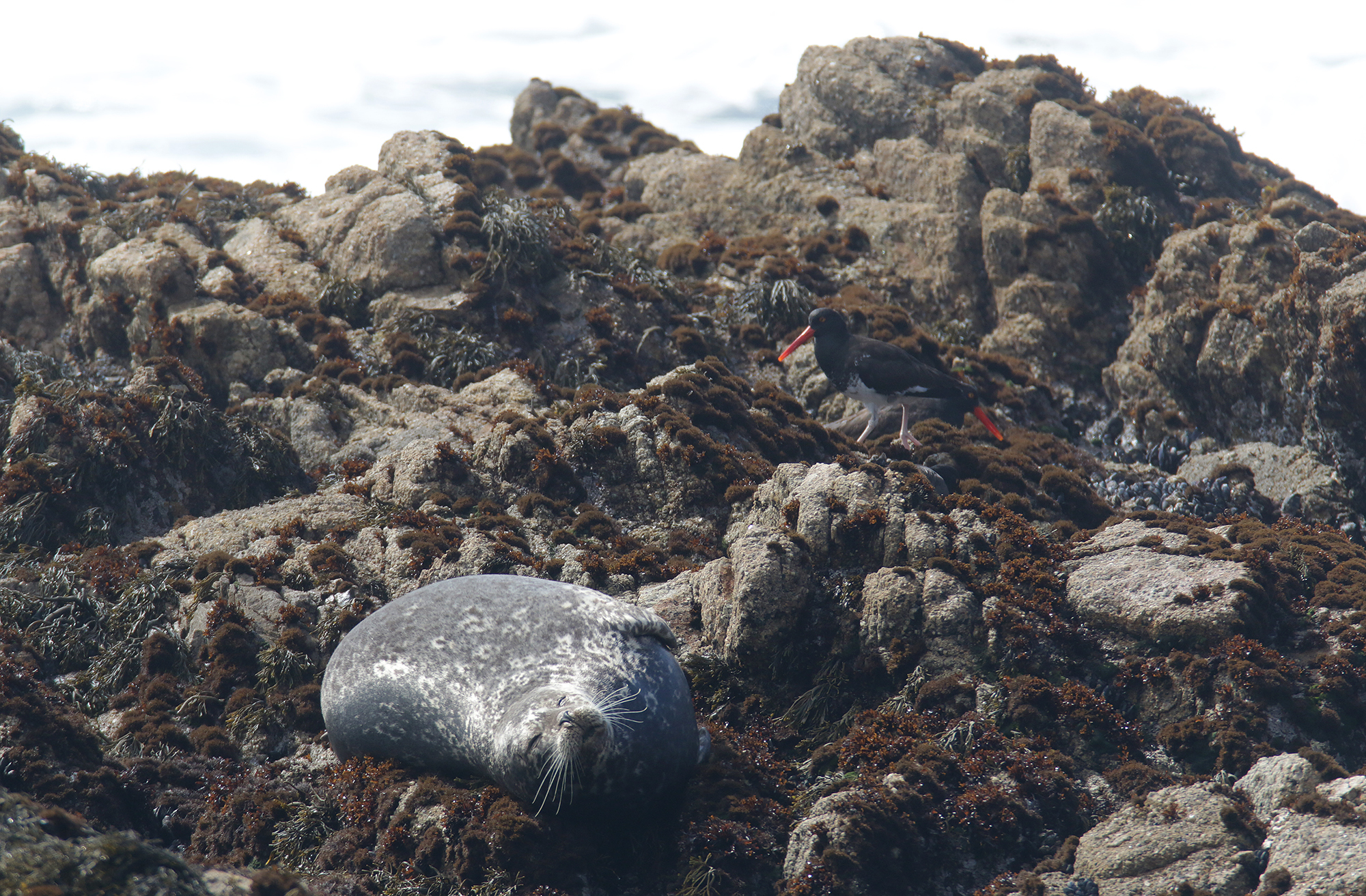 Pacific Harbor Seal in Monterey County, California (3/13/2021).