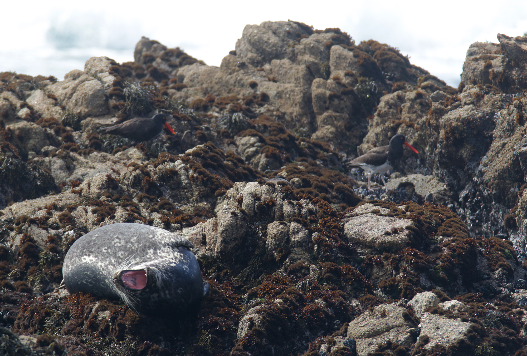 Pacific Harbor Seal in Monterey County, California (3/13/2021).