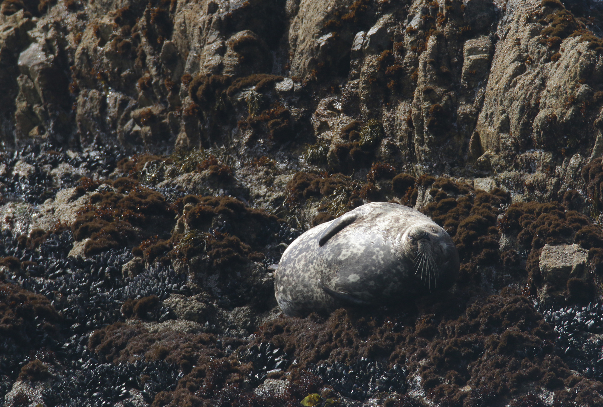 Pacific Harbor Seal in Monterey County, California (3/13/2021).