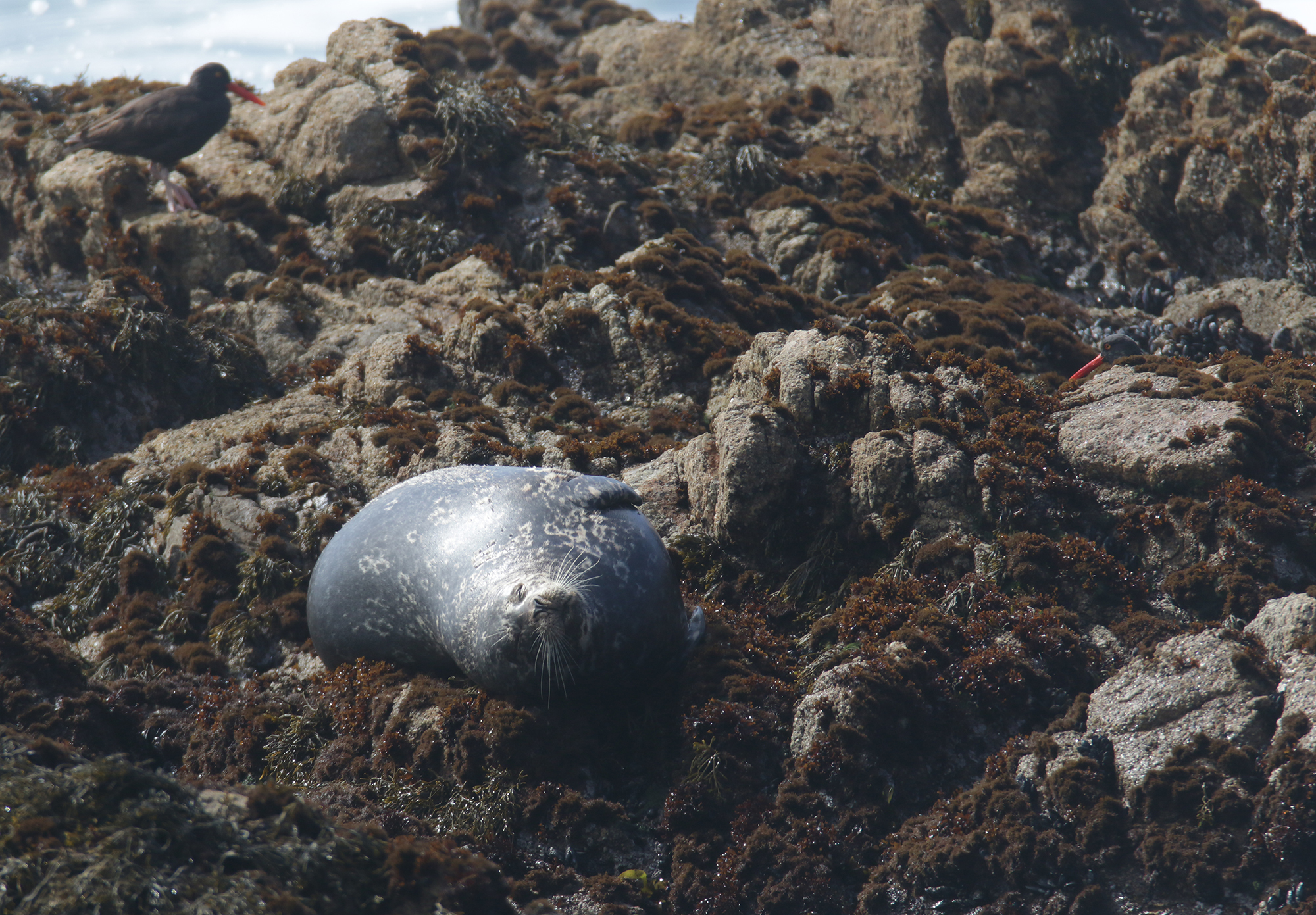 Pacific Harbor Seal in Monterey County, California (3/13/2021).