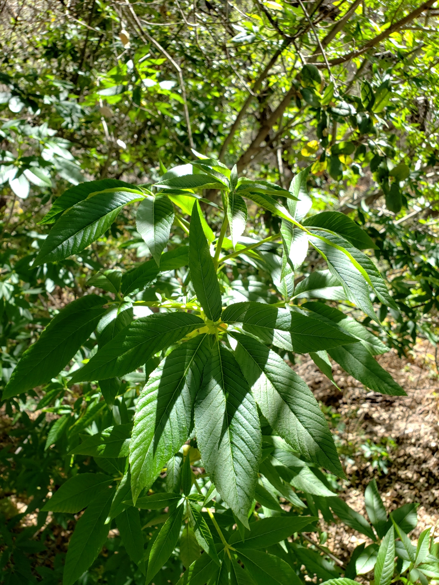 California Buckeye in San Benito County, California (3/28/2021).