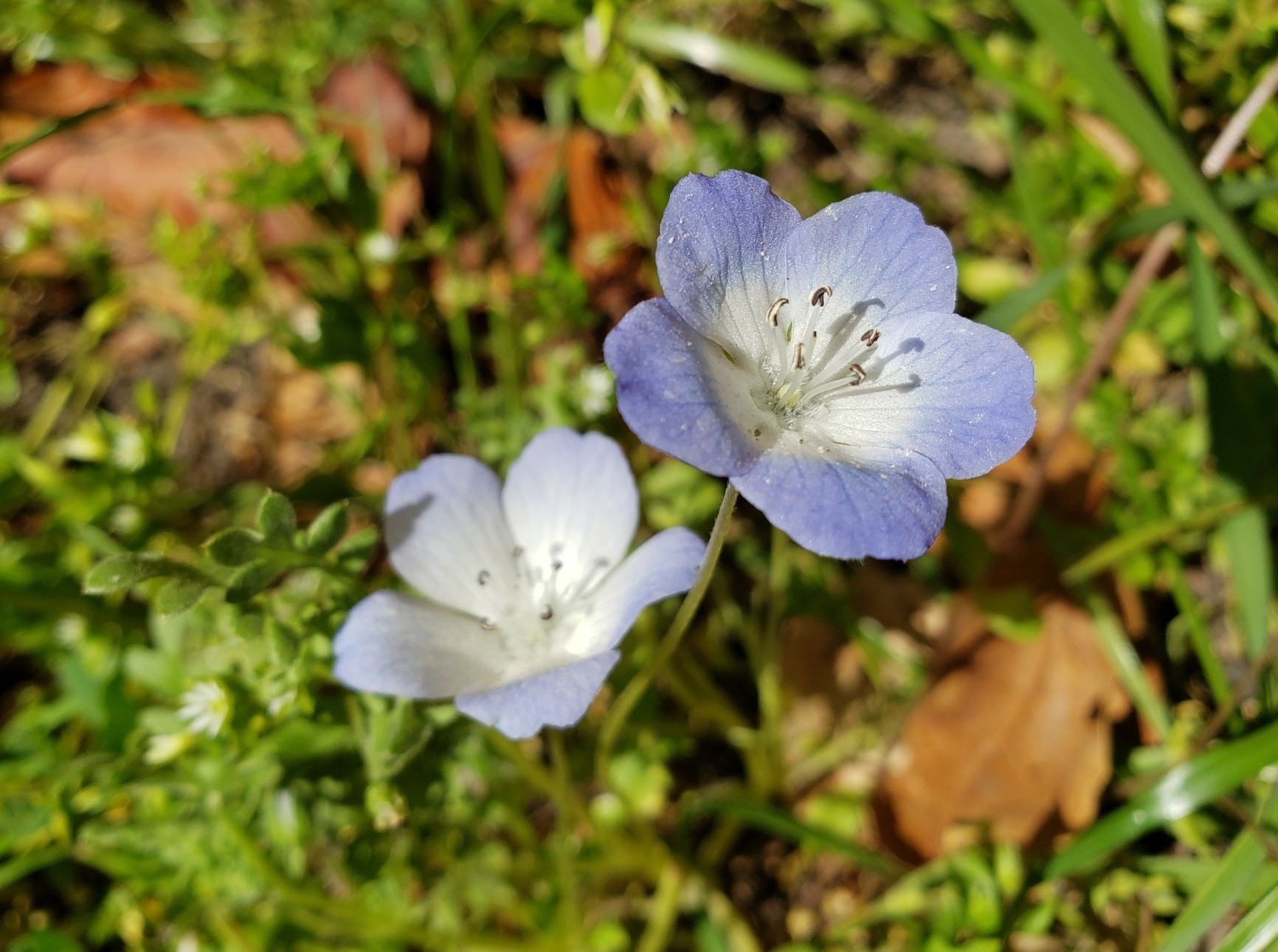 Menzies' Baby Blue Eyes in Monterey County, California (3/31/2021).