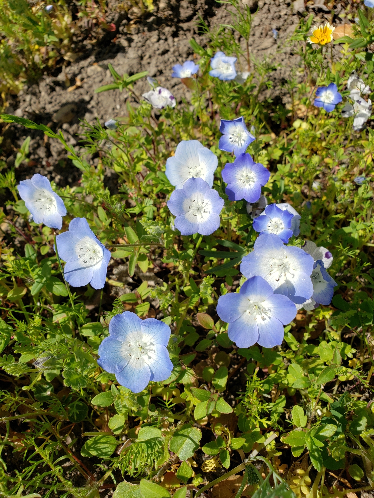 Menzies' Baby Blue Eyes in Monterey County, California (3/31/2021).