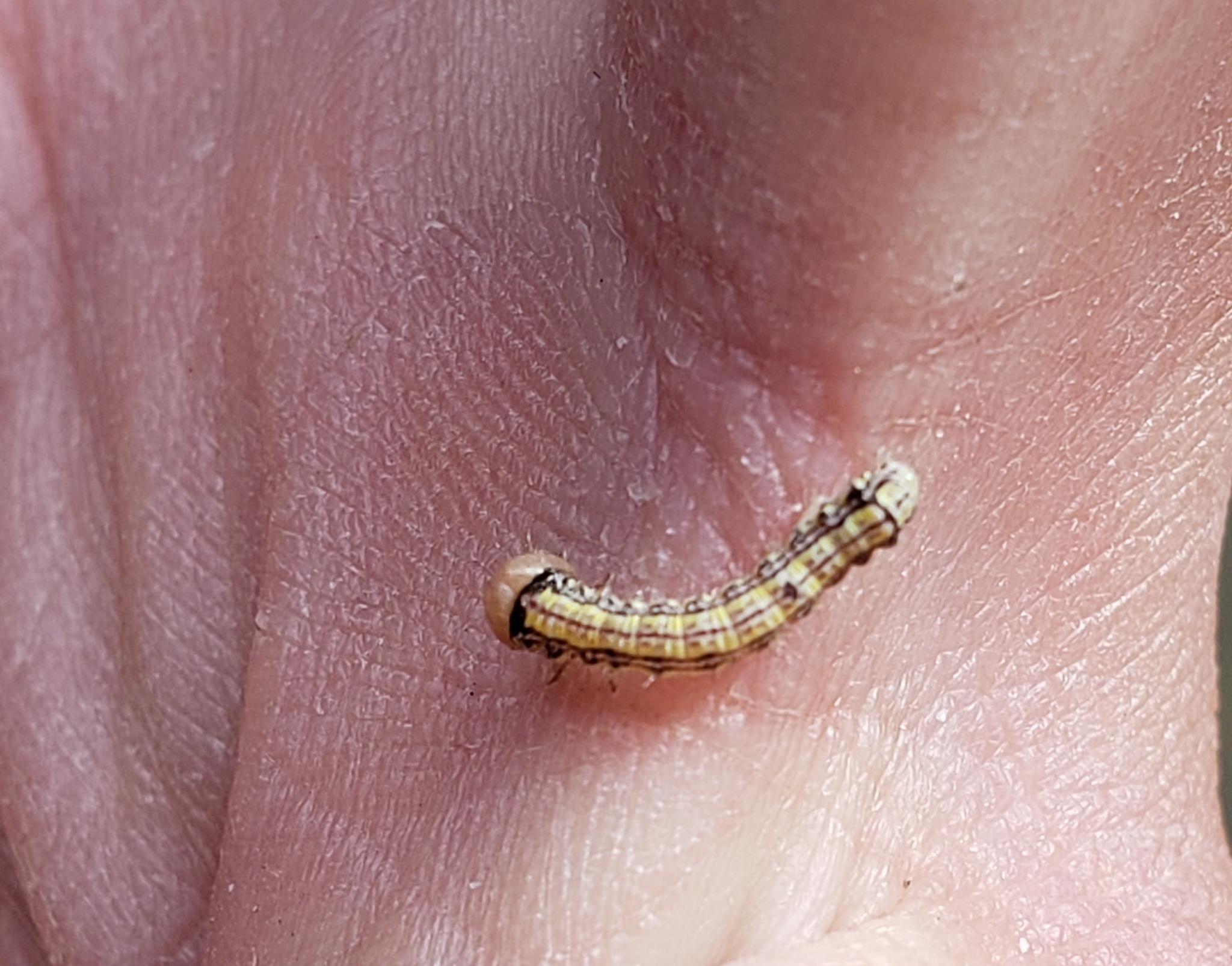 California Oak Moth in Monterey County, California (4/2/2021).