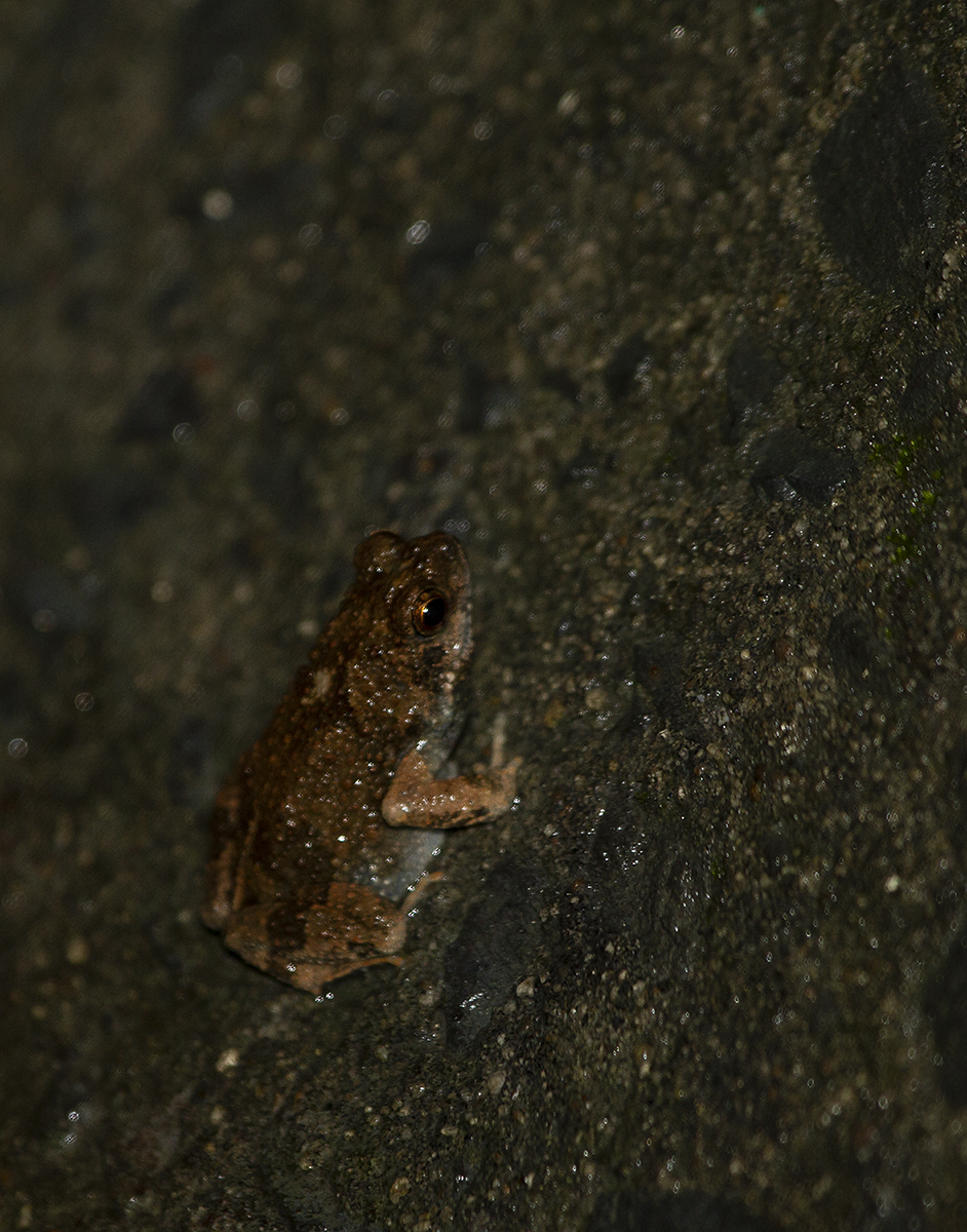 Túngara Frog in Panamá County, Panamá, Panama (7/5/2010).