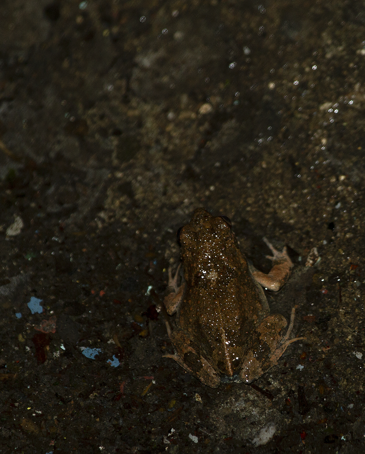Túngara Frog in Panamá County, Panamá, Panama (7/5/2010).