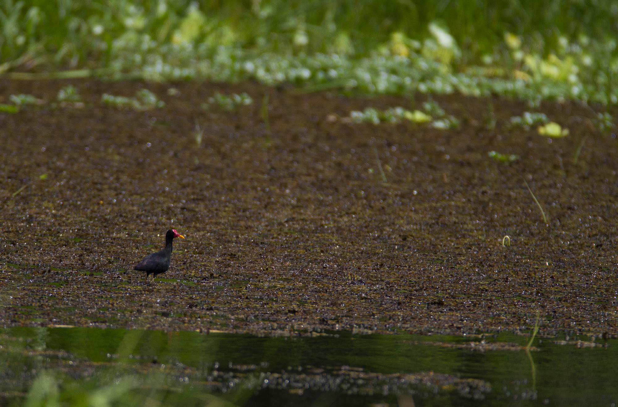 Wattled Jacana in Colón Province, Panama (7/3/2010).