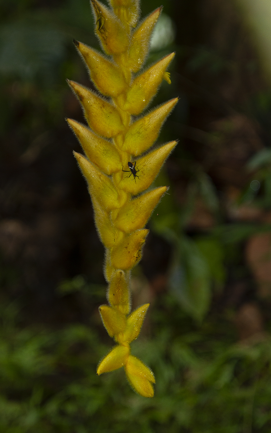 <em>Heliconia xanthovillosa</em> in Panama (7/7/2010).