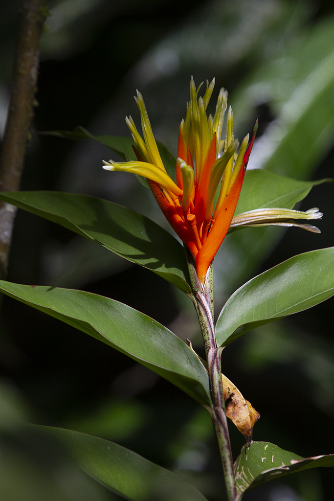 <em>Heliconia longiflora</em> in Panama (7/8/2010).