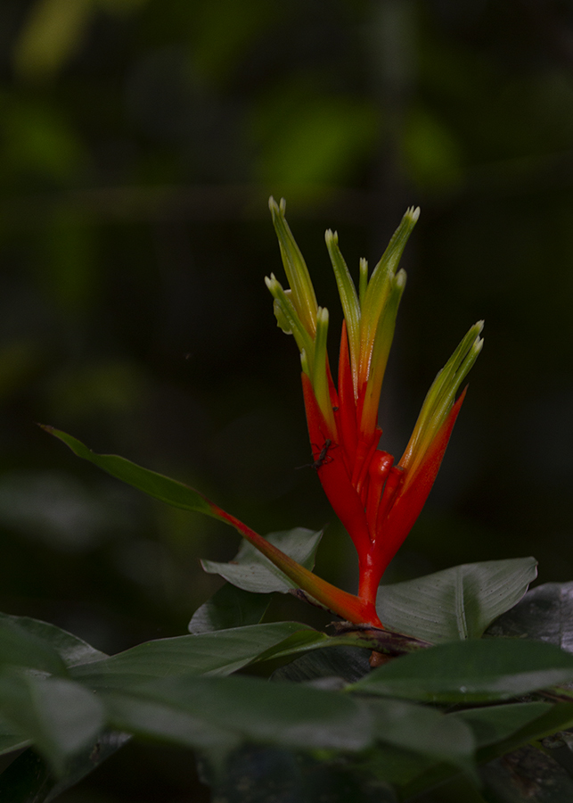<em>Heliconia longiflora</em> in Panama (7/8/2010).