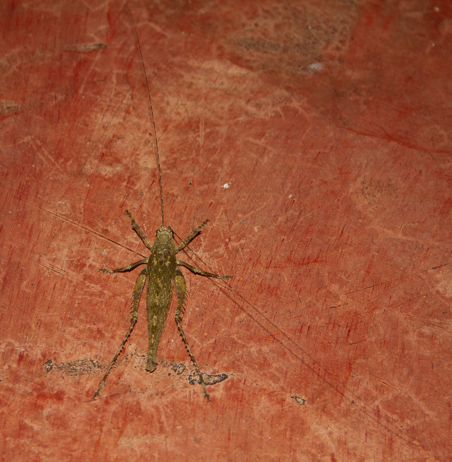 <em>Acanthodis curvidens</em> in Panamá County, Panamá, Panama (7/16/2010).