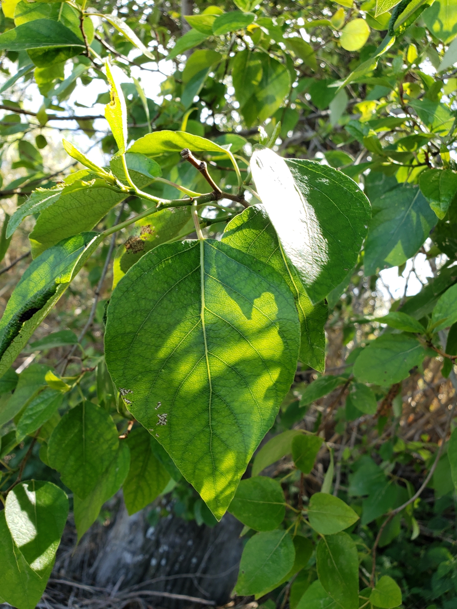 Genus<em> Populus</em> in Monterey County, California (4/7/2021).