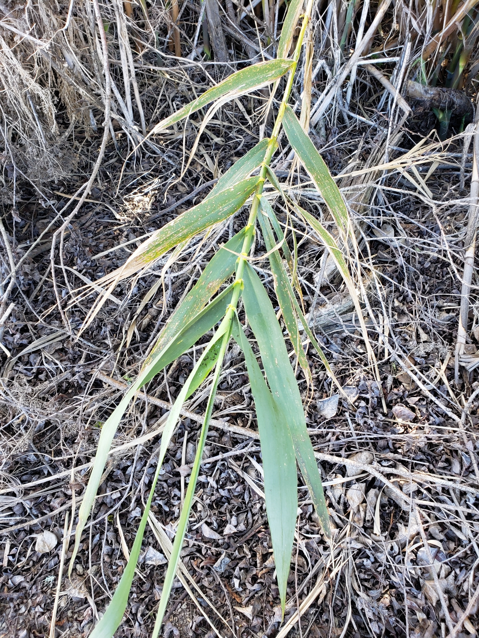 Giant Reed in Monterey County, California (4/7/2021).