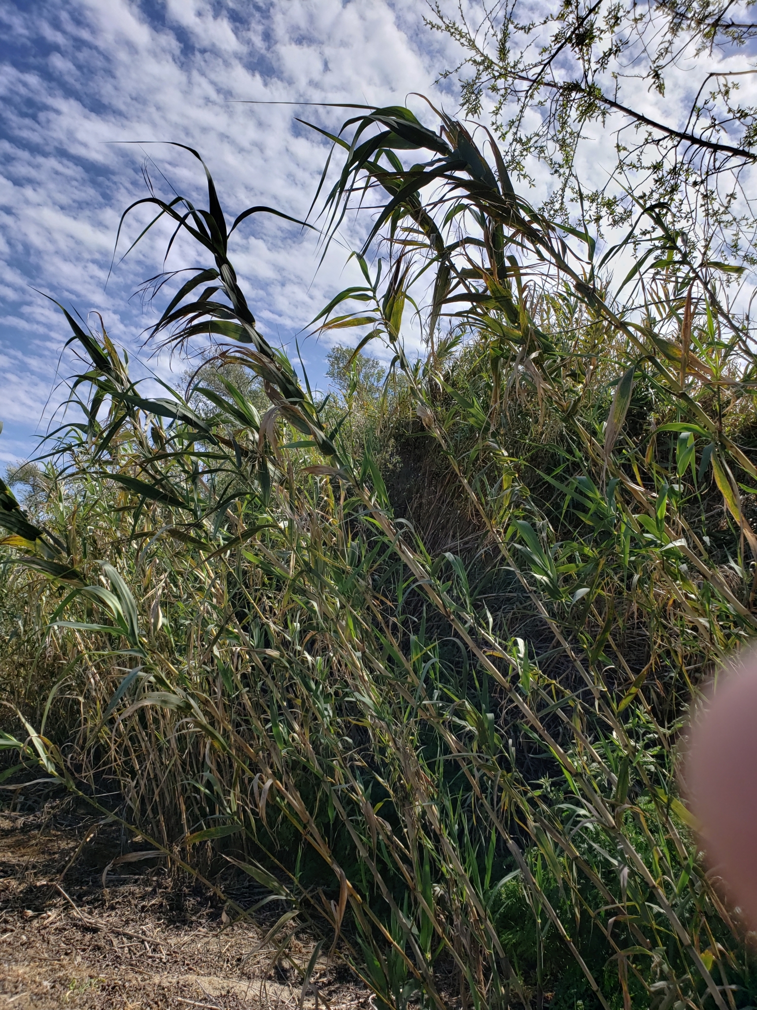 Giant Reed in Monterey County, California (4/7/2021).