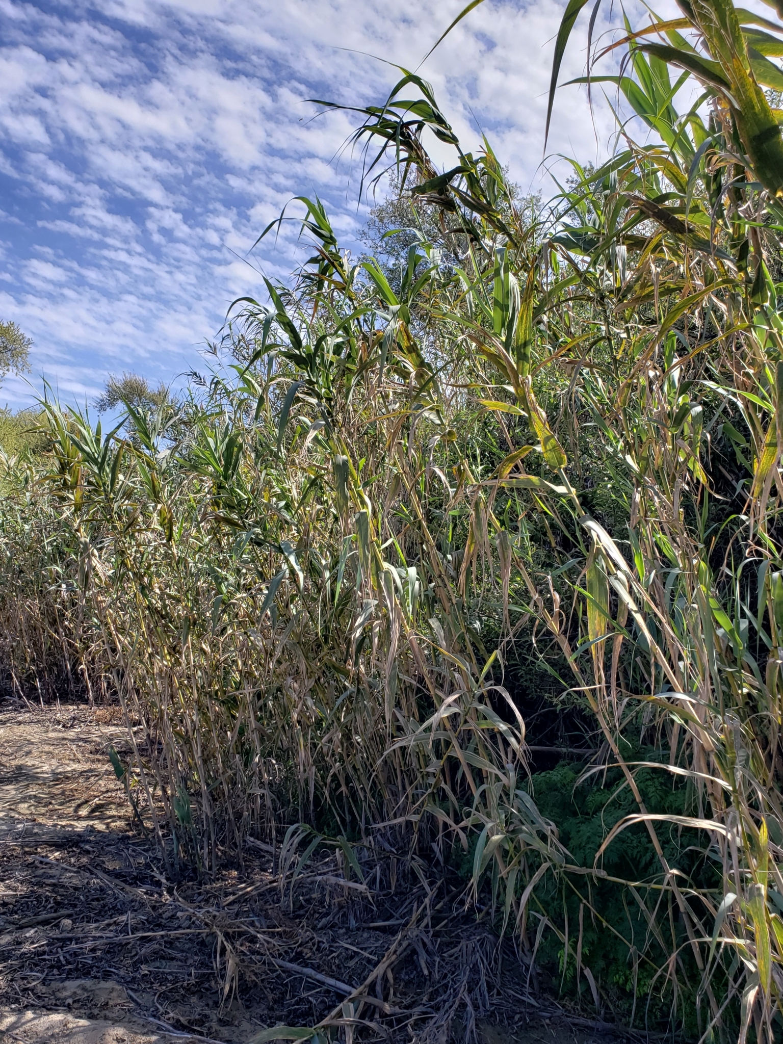Giant Reed in Monterey County, California (4/7/2021).