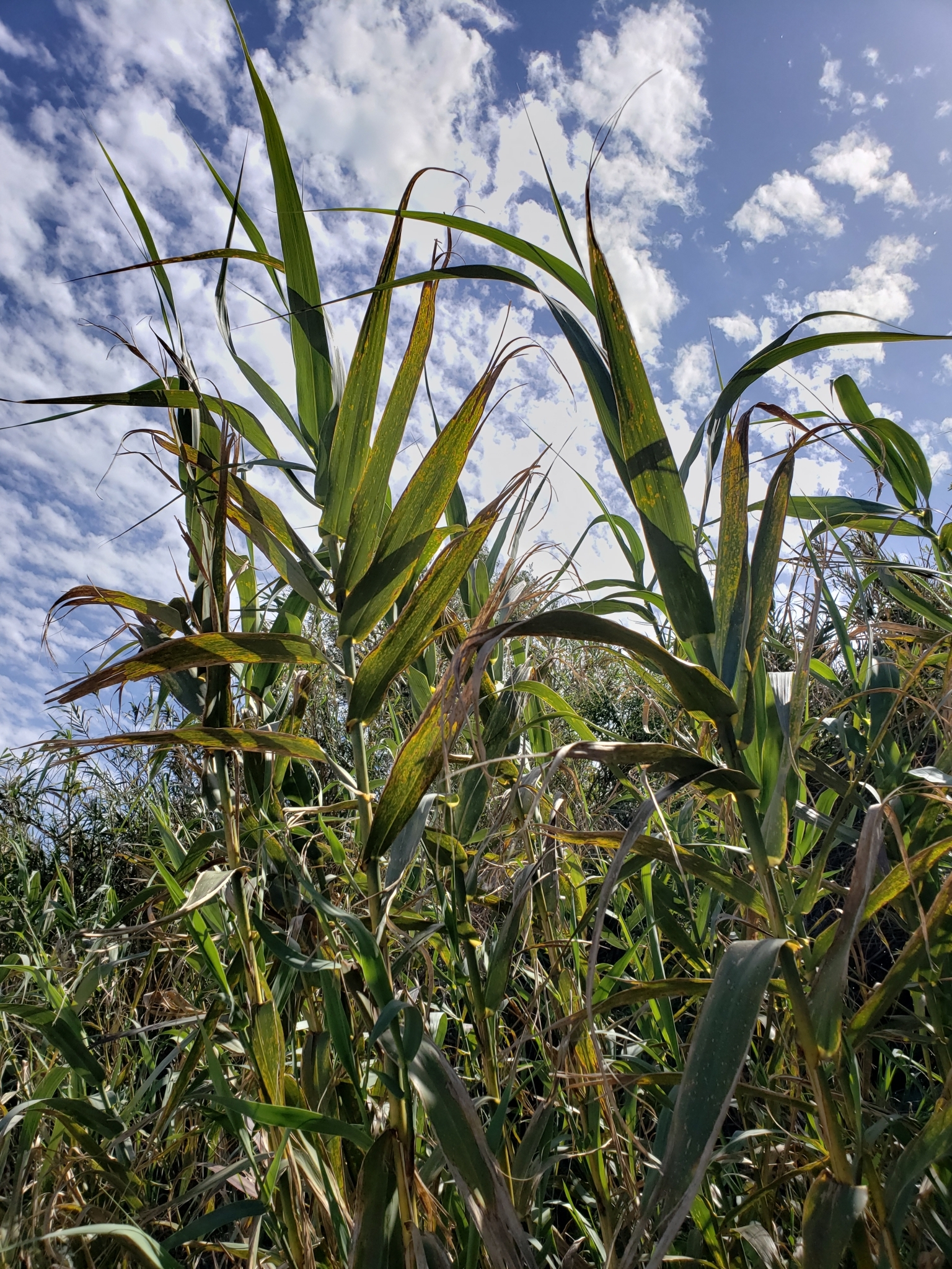 Giant Reed in Monterey County, California (4/7/2021).