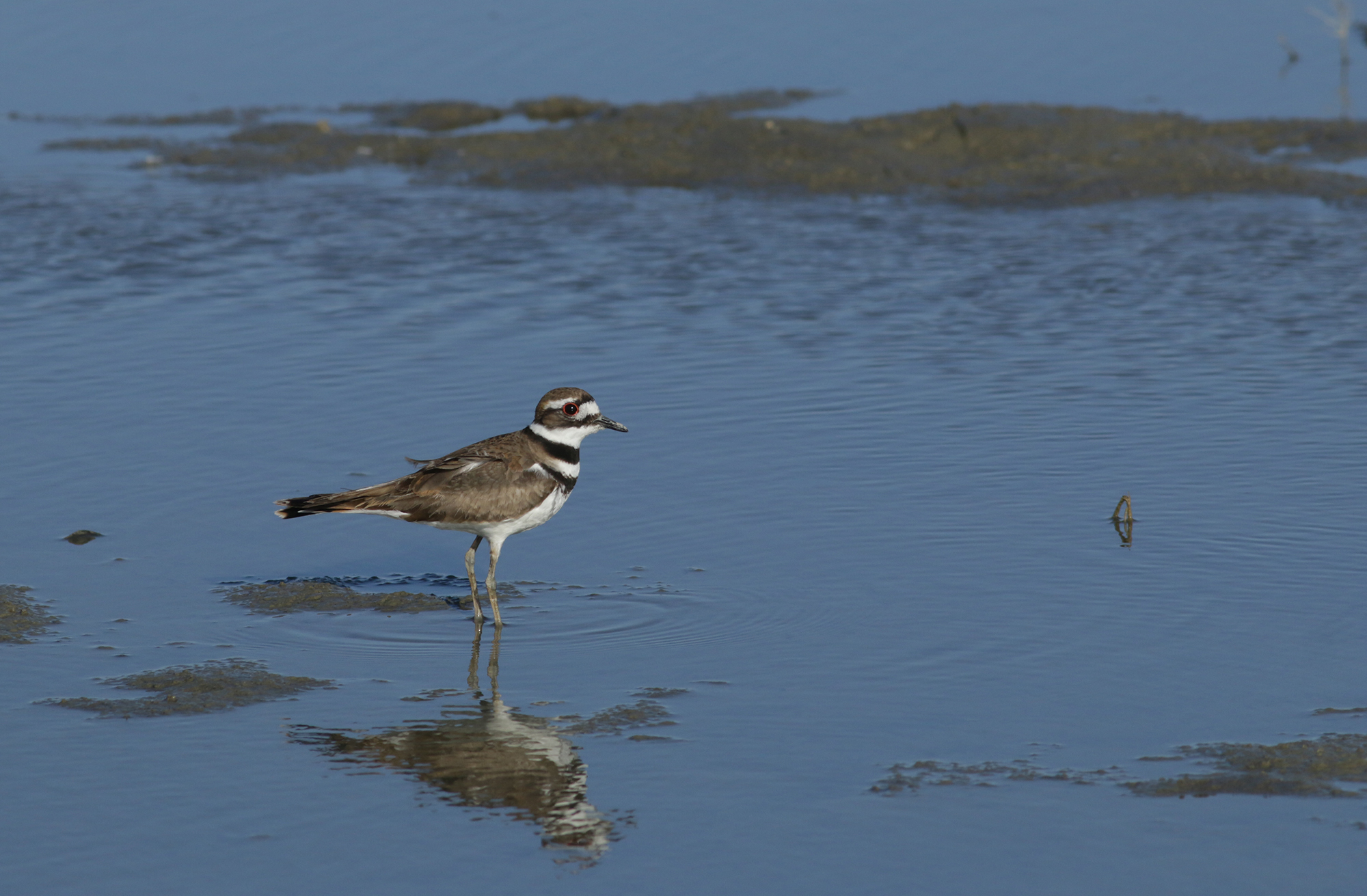 Killdeer in Monterey County, California (4/7/2021).