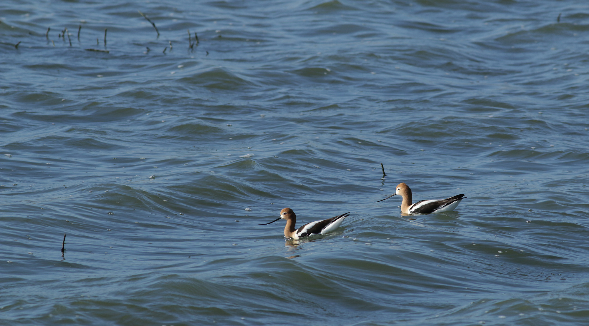 American Avocet in Monterey County, California (4/7/2021).