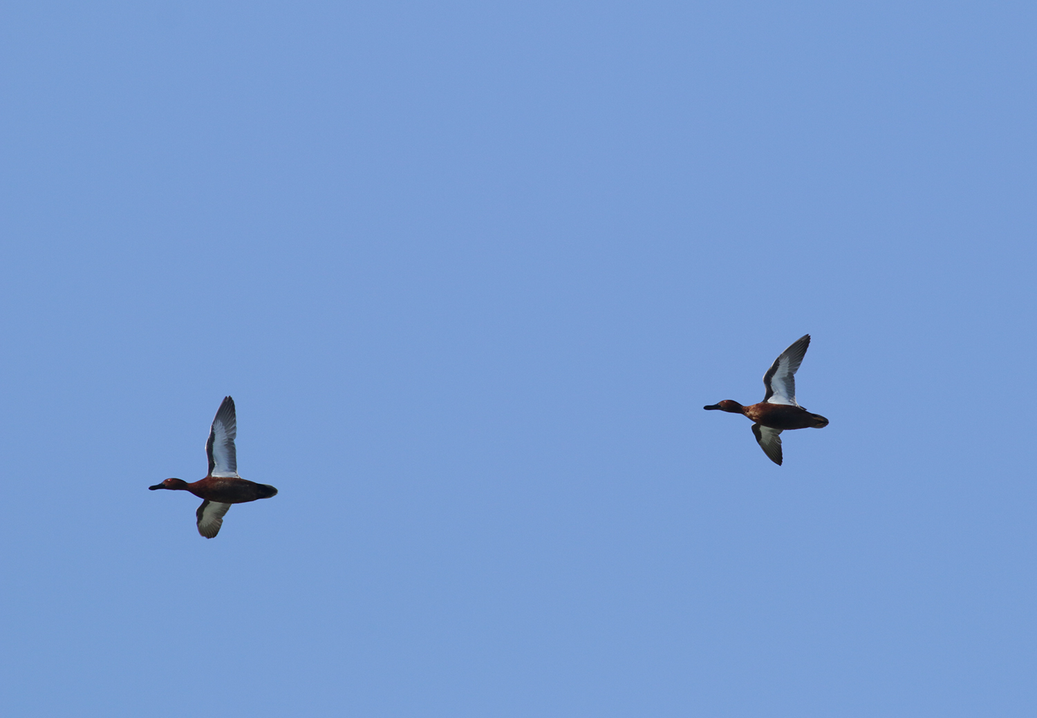 Cinnamon Teal in Monterey County, California (4/7/2021).