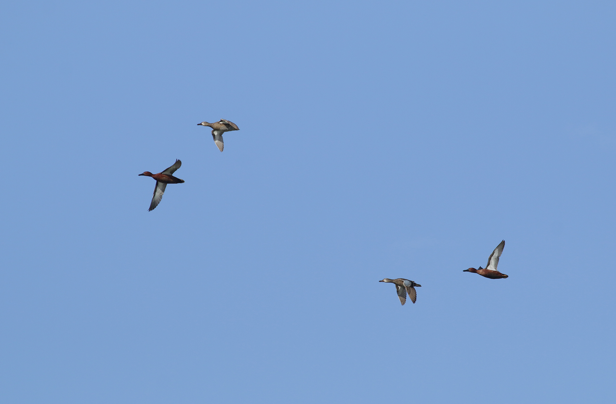Cinnamon Teal in Monterey County, California (4/7/2021).