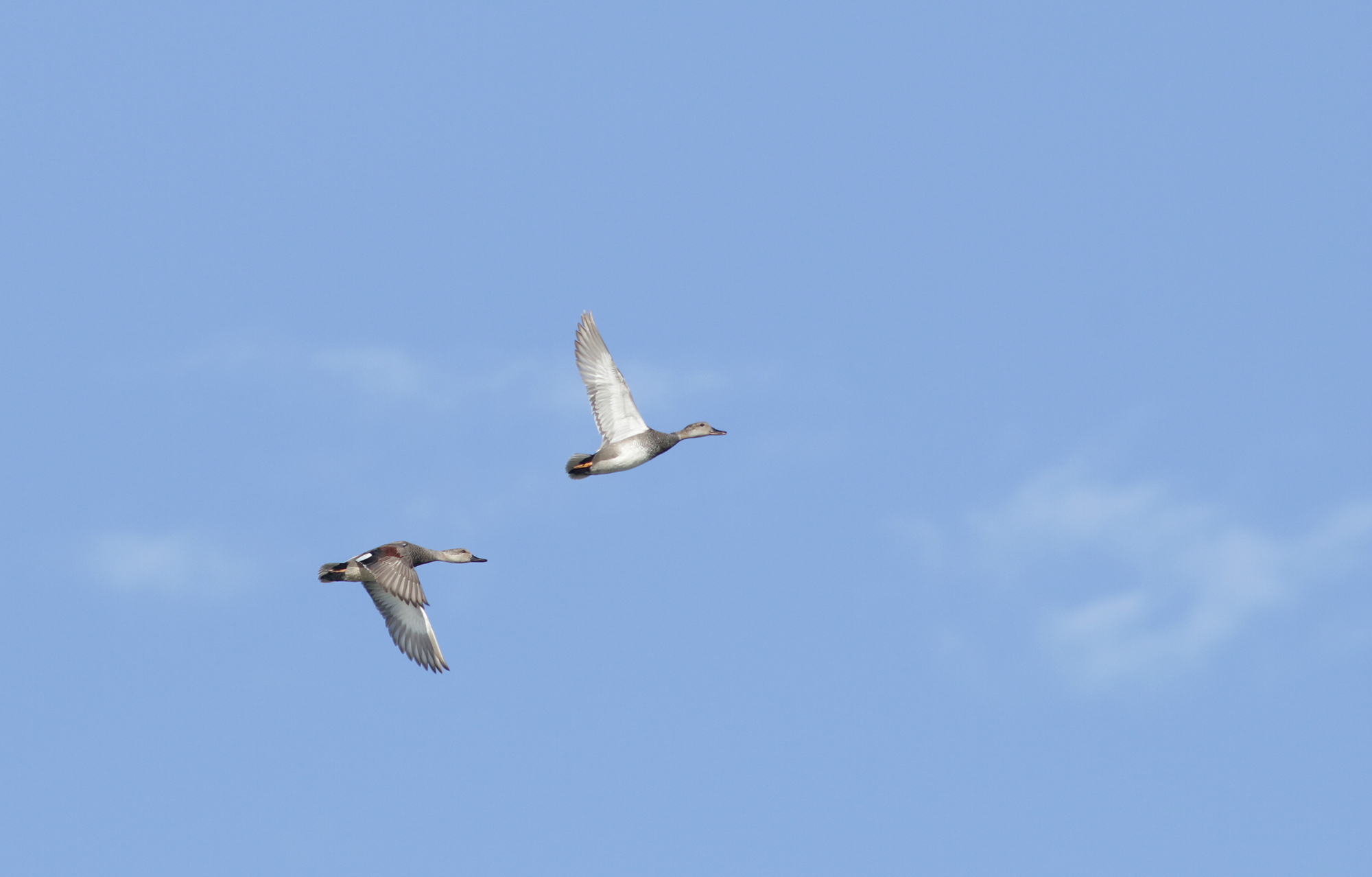 Gadwall in flight over Monterey County, California (4/7/2021).