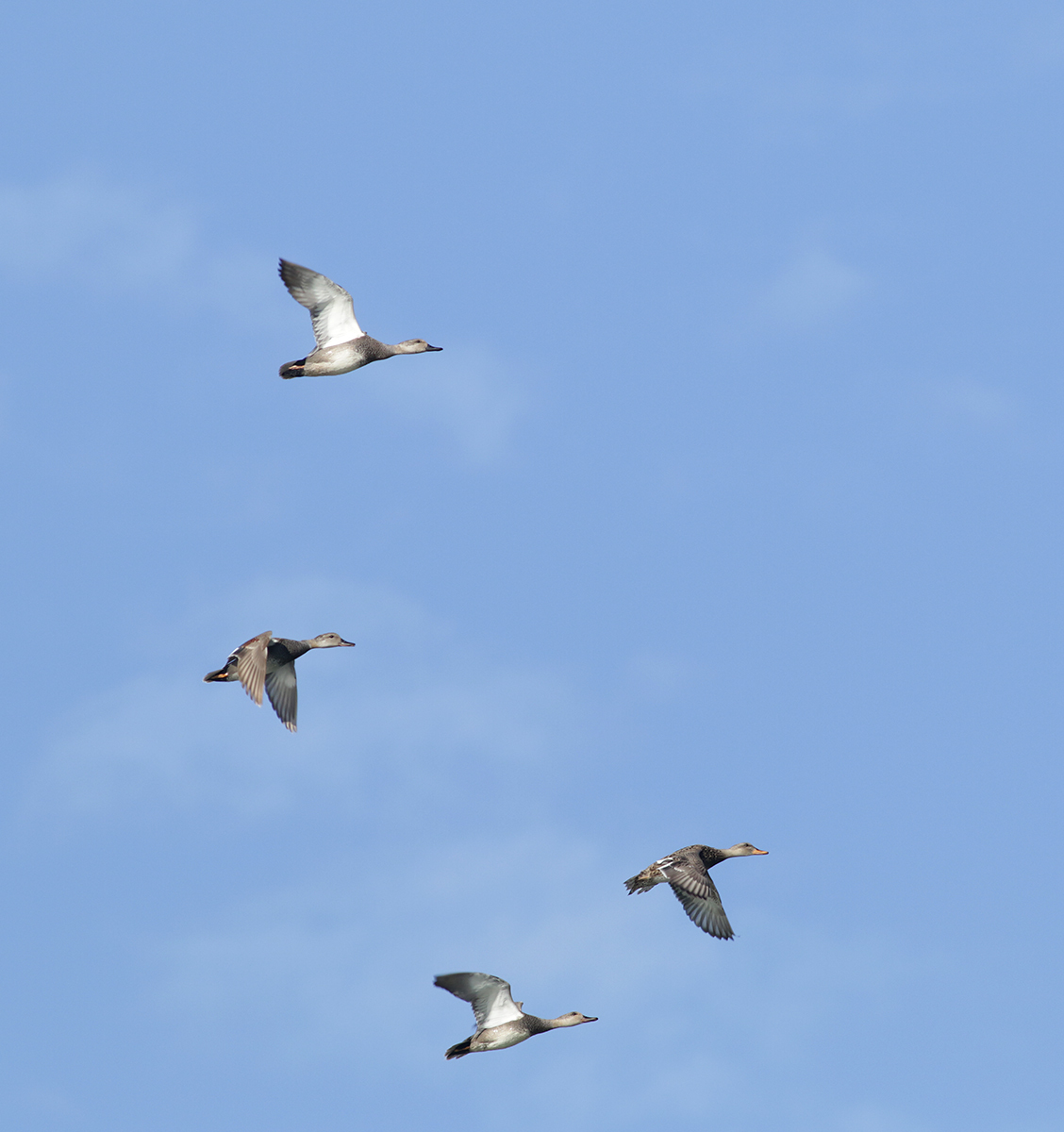 Gadwall in flight over Monterey County, California (4/7/2021).
