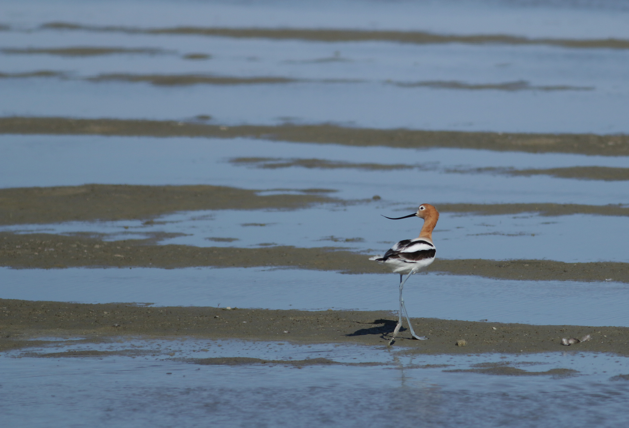 American Avocet in Monterey County, California (4/7/2021).