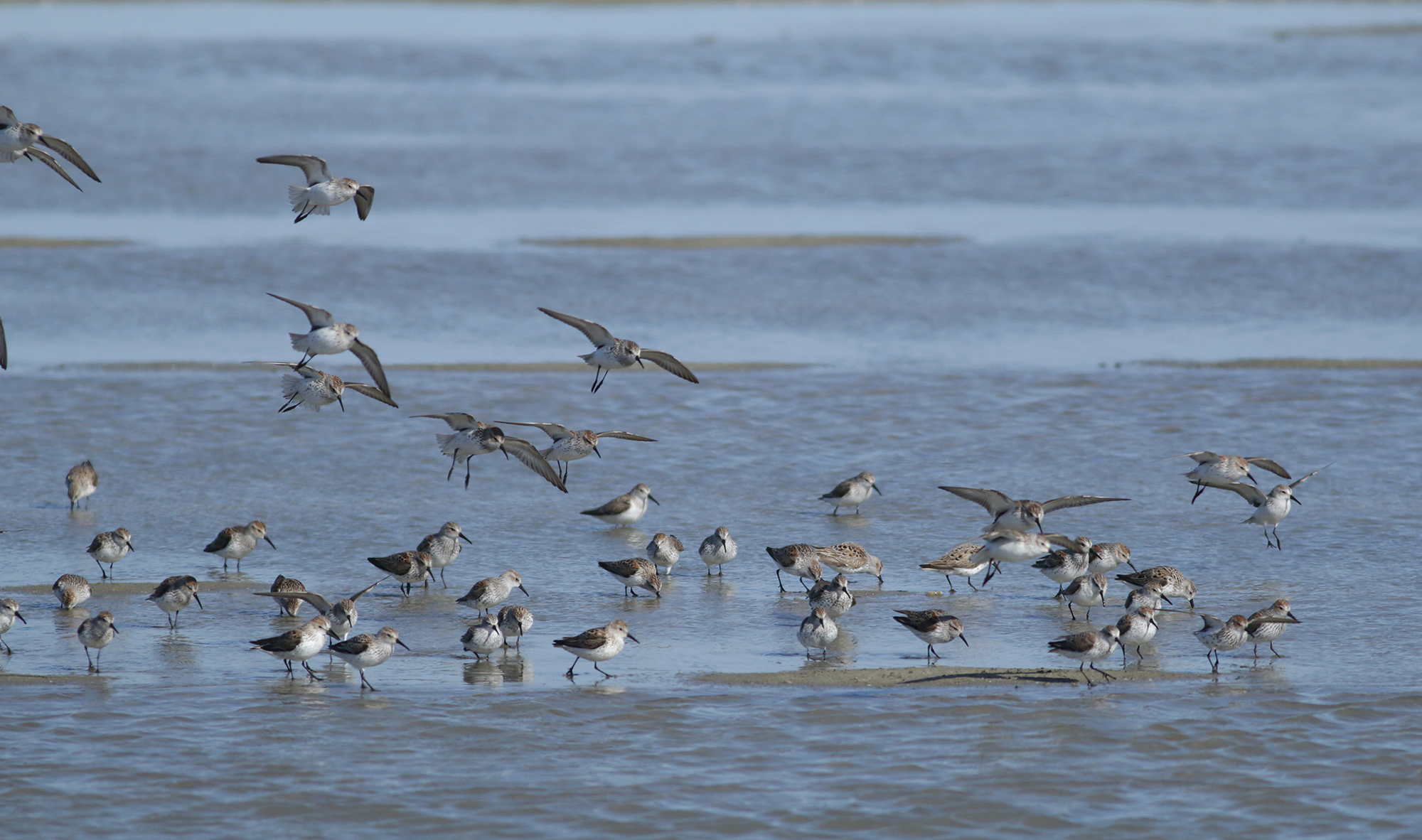 Western Sandpiper in Monterey County, California (4/7/2021).