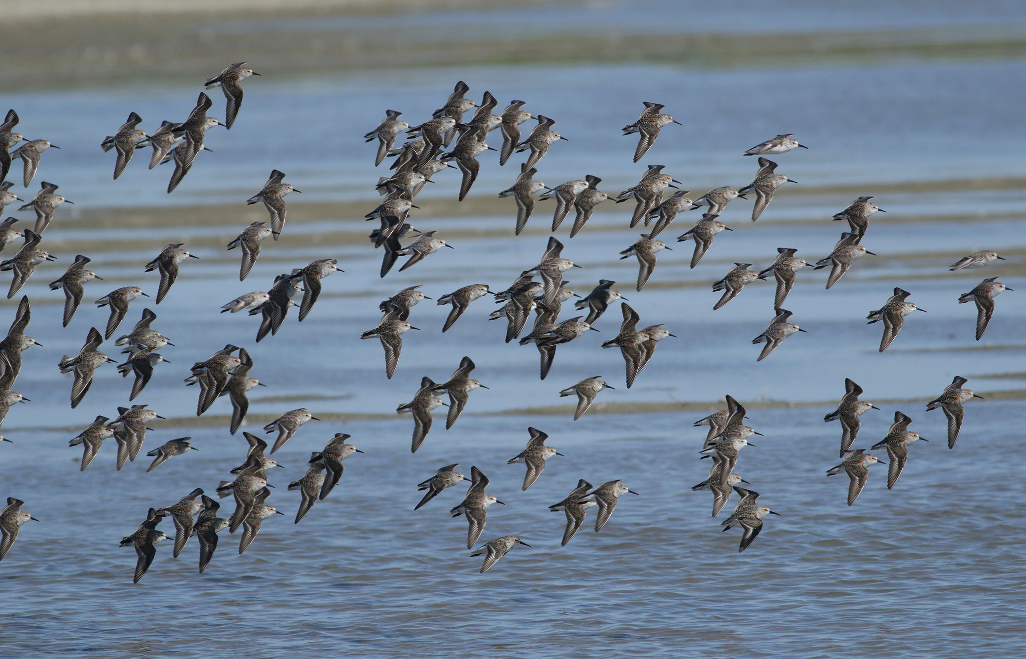Western Sandpiper in Monterey County, California (4/7/2021).