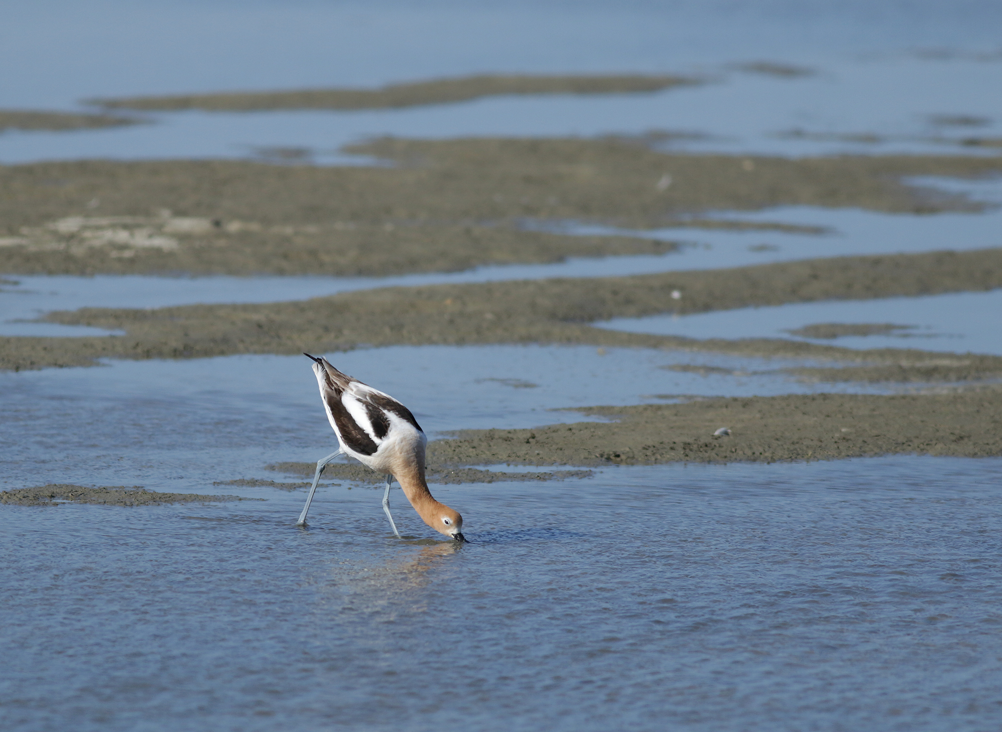 American Avocet in Monterey County, California (4/7/2021).