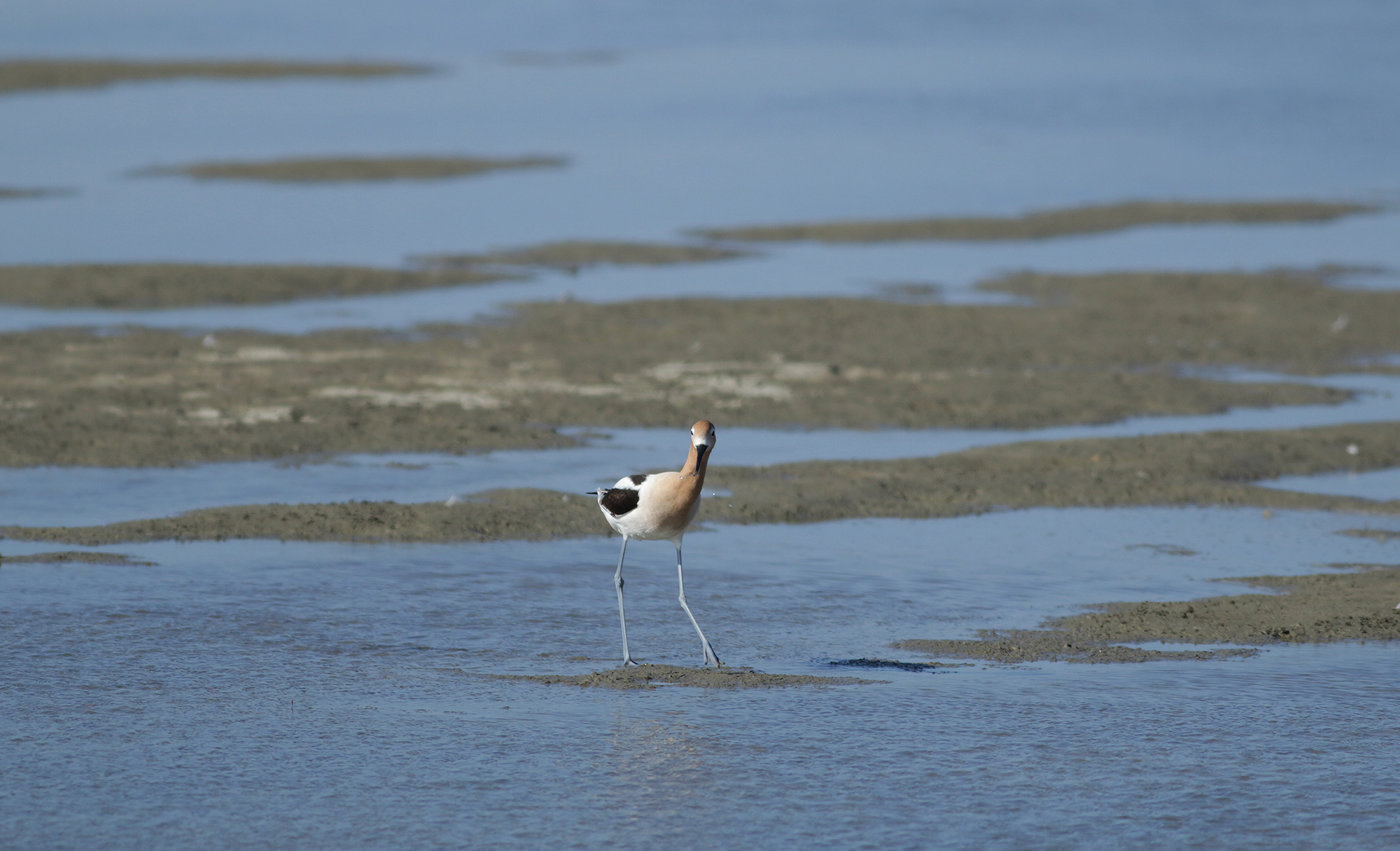 American Avocet in Monterey County, California (4/7/2021).