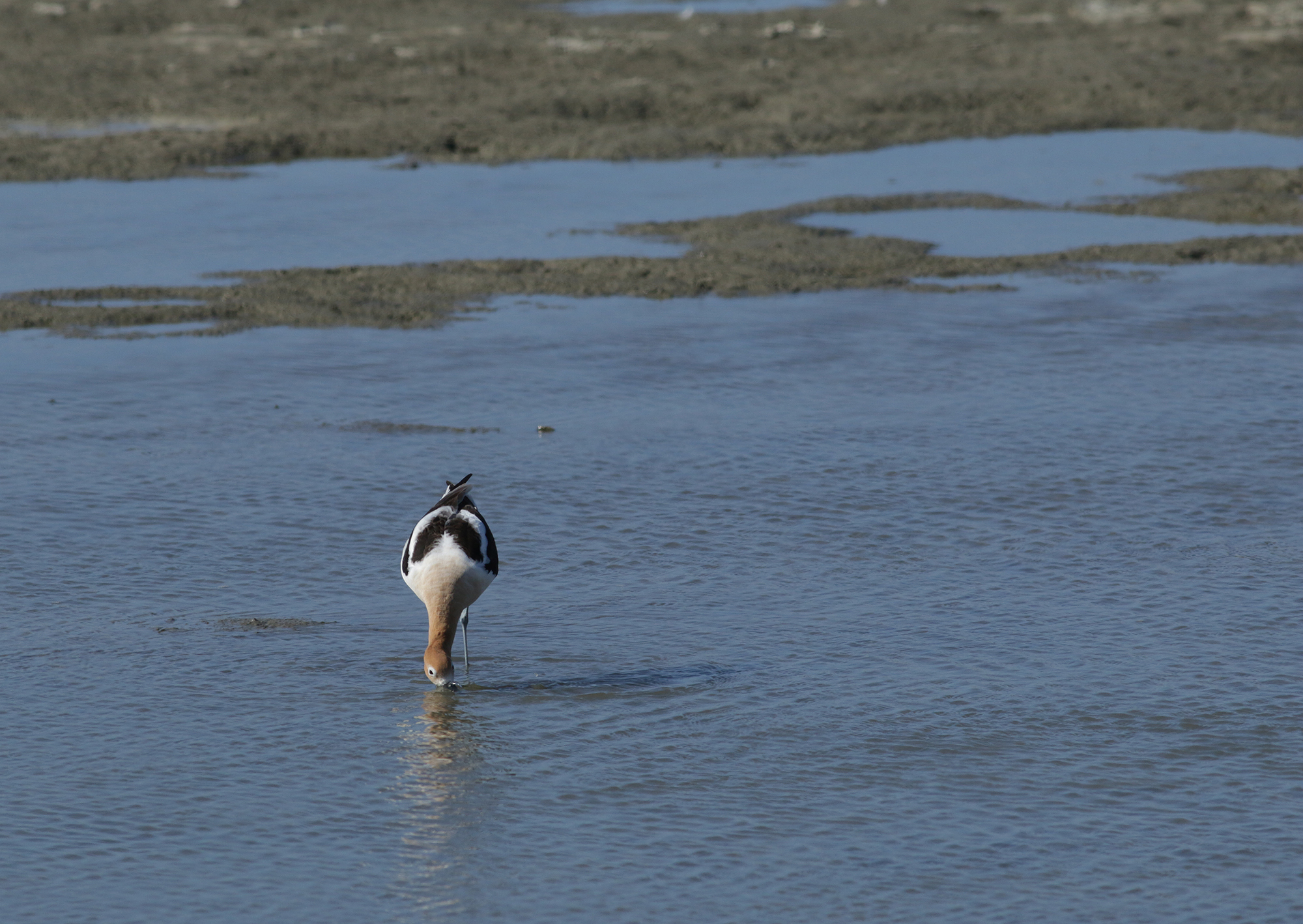 American Avocet in Monterey County, California (4/7/2021).