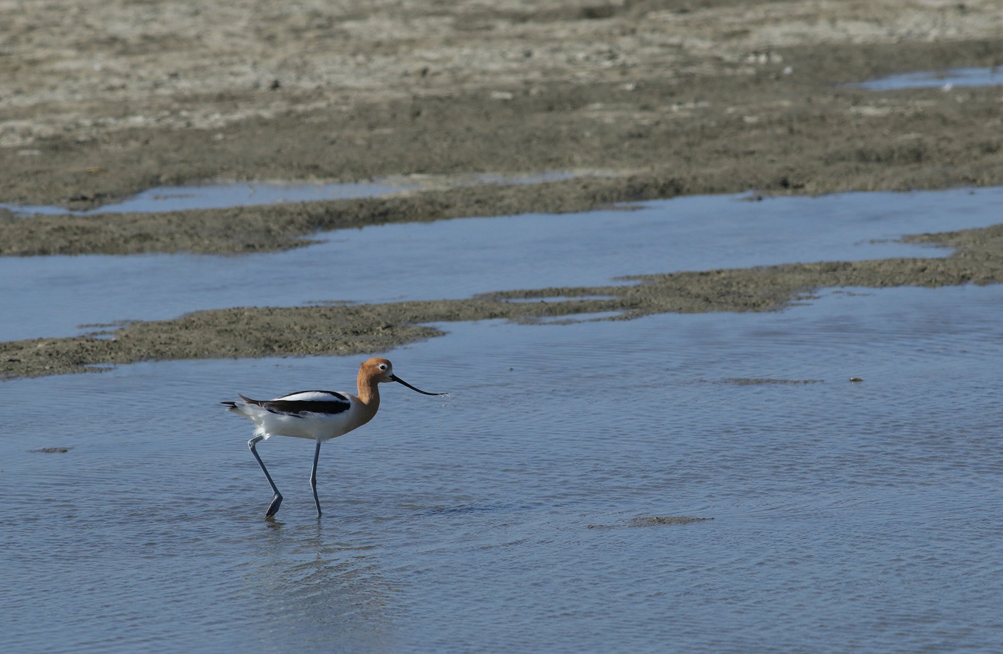 American Avocet in Monterey County, California (4/7/2021).