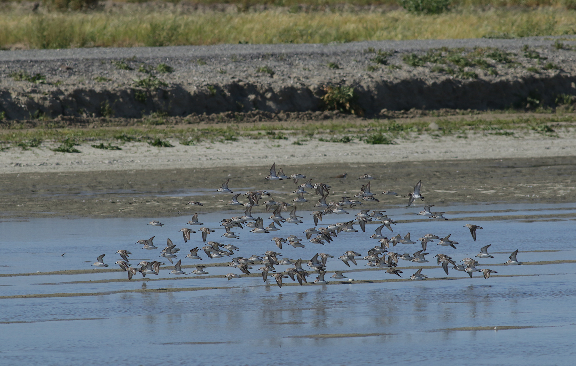 Western Sandpiper in Monterey County, California (4/7/2021).
