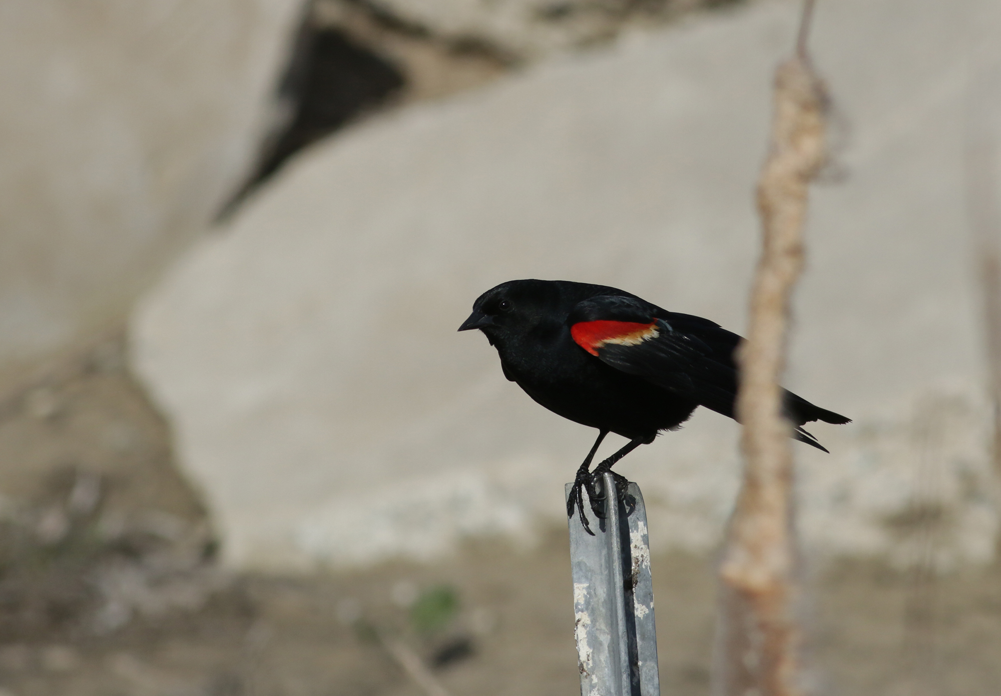 Red-winged Blackbird in Monterey County, California (4/7/2021).