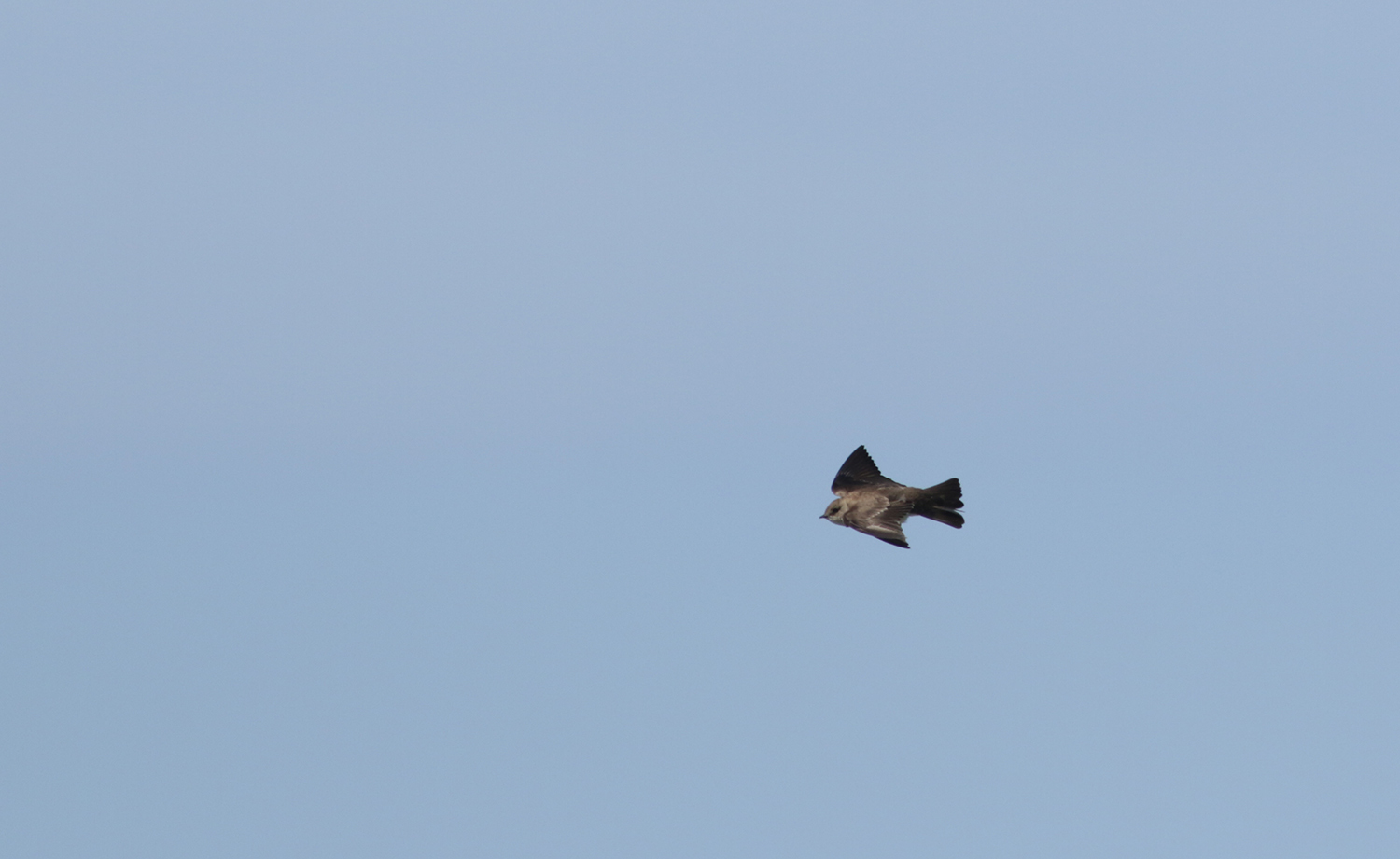 Northern Rough-winged Swallow in Monterey County, California (4/7/2021).
