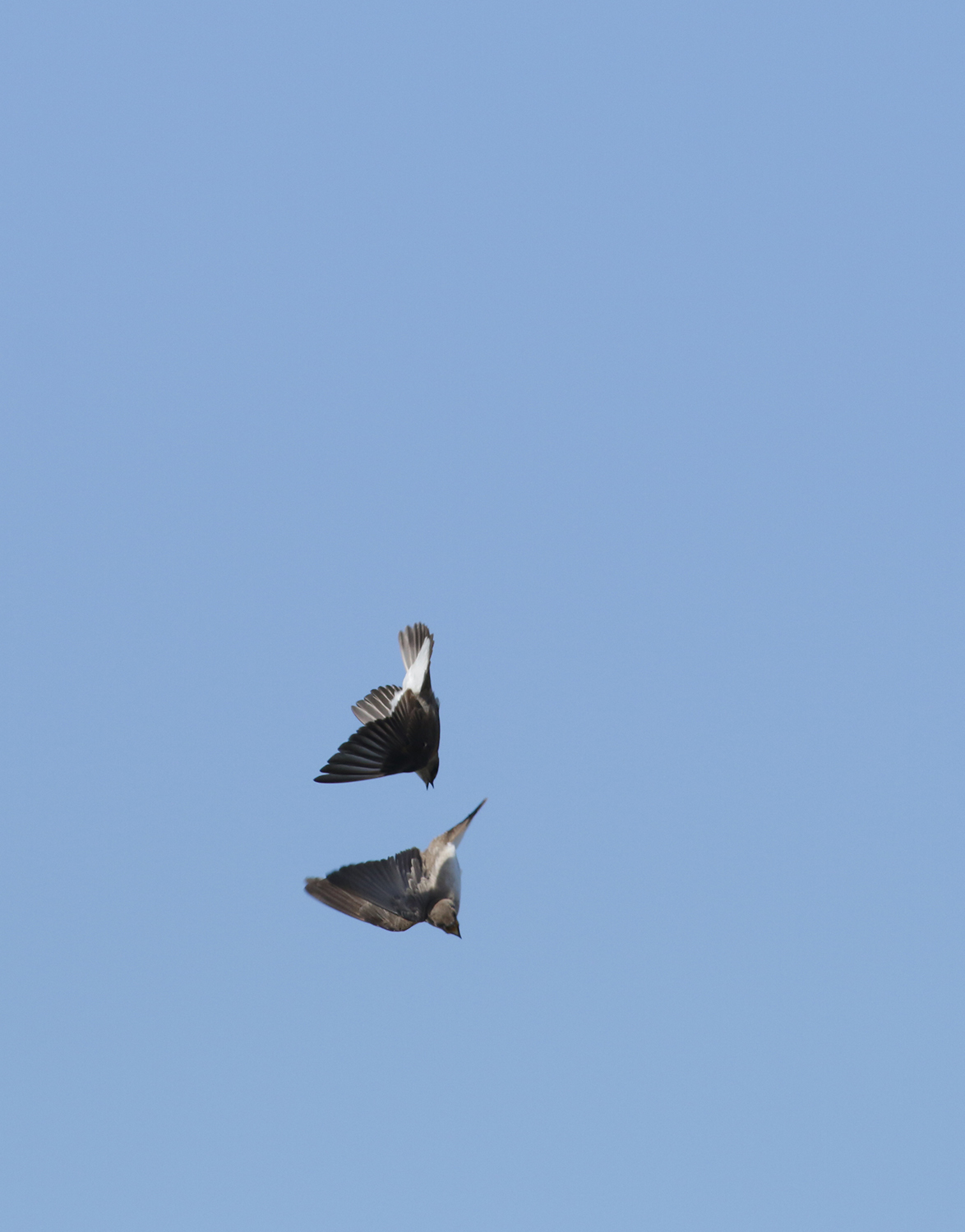 Northern Rough-winged Swallows in Monterey County, California (4/7/2021).