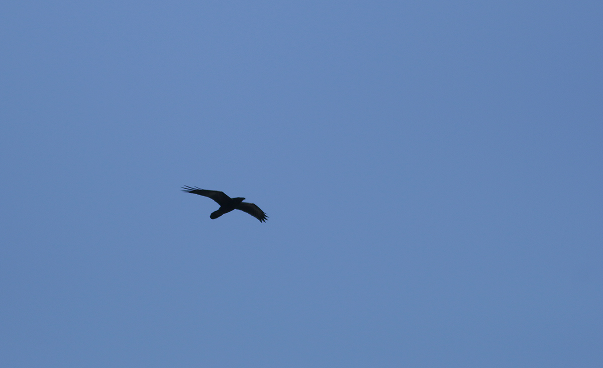 Common Raven in Monterey County, California (4/7/2021).