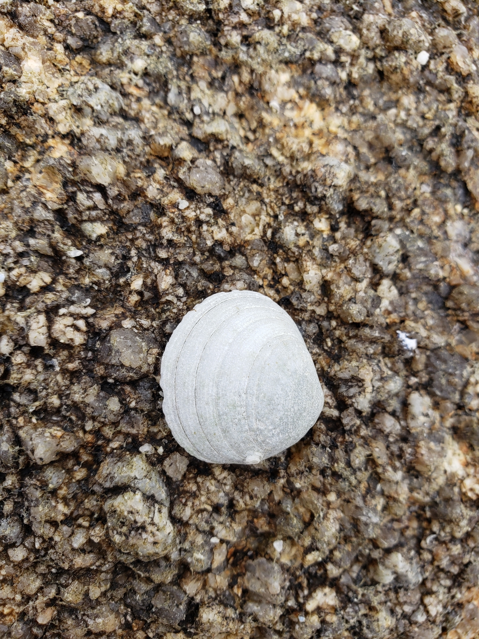 California Lucine in Monterey County, California (4/12/2021).