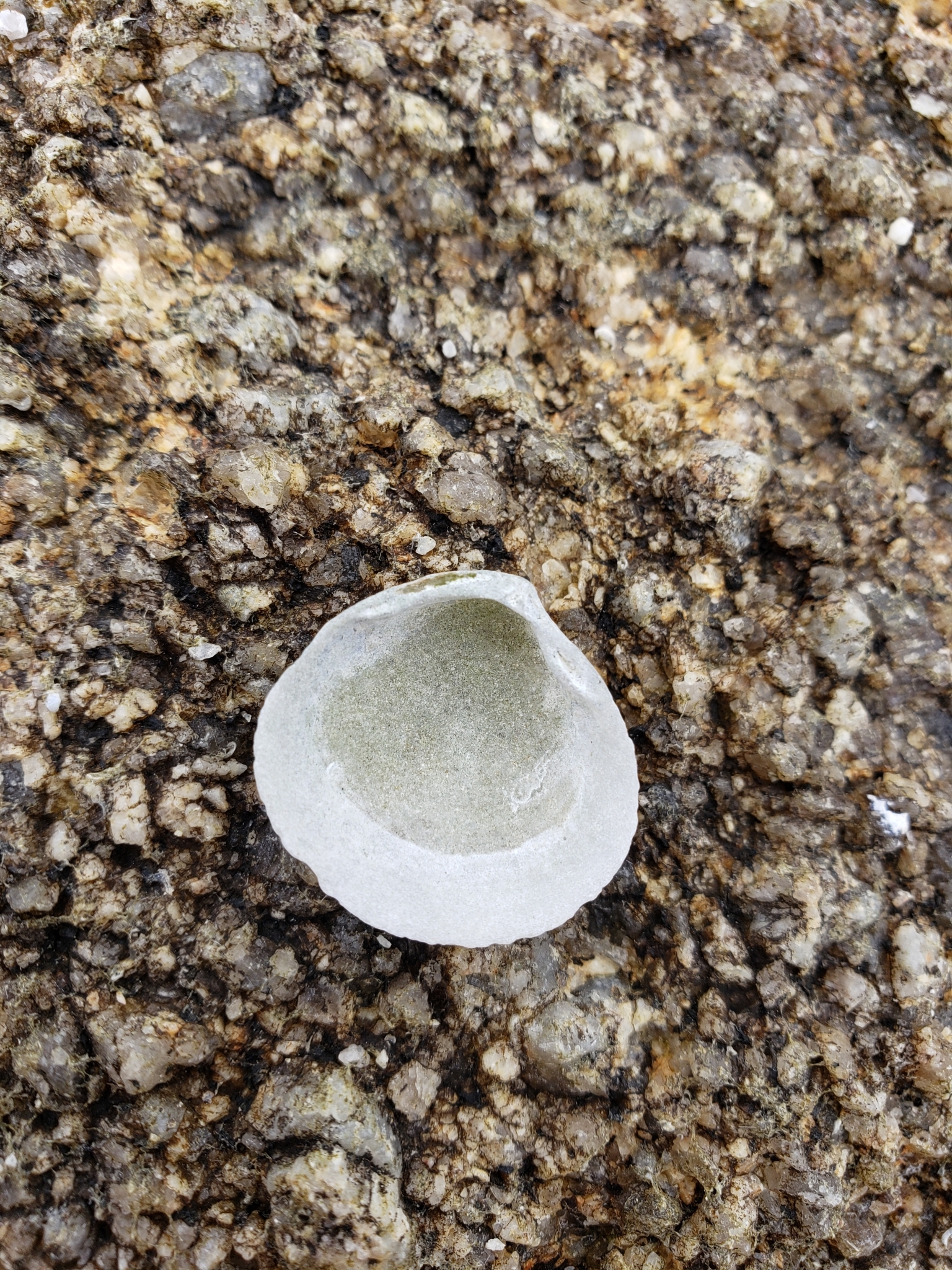 California Lucine in Monterey County, California (4/12/2021).