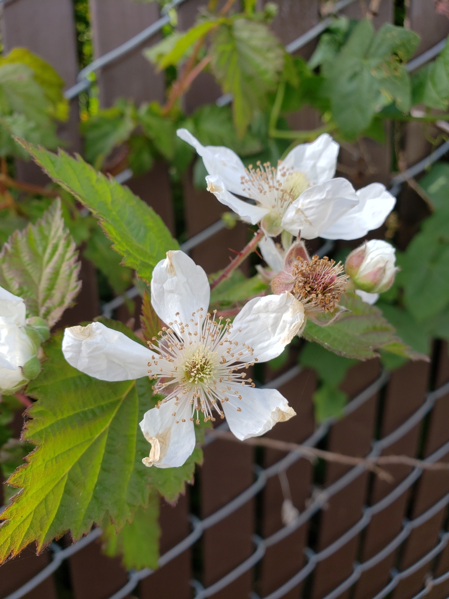 Genus<em> Rubus</em> in Monterey County, California (4/13/2021).