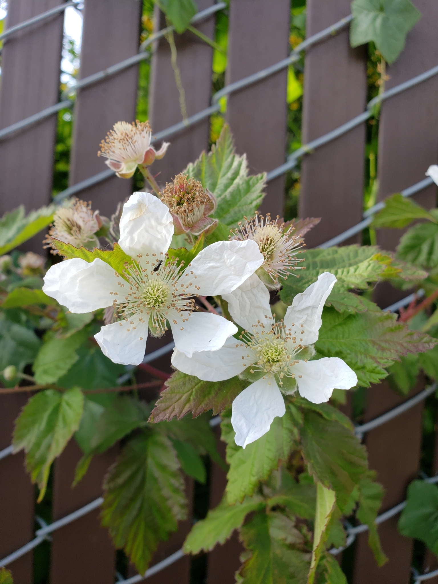 Genus<em> Rubus</em> in Monterey County, California (4/13/2021).
