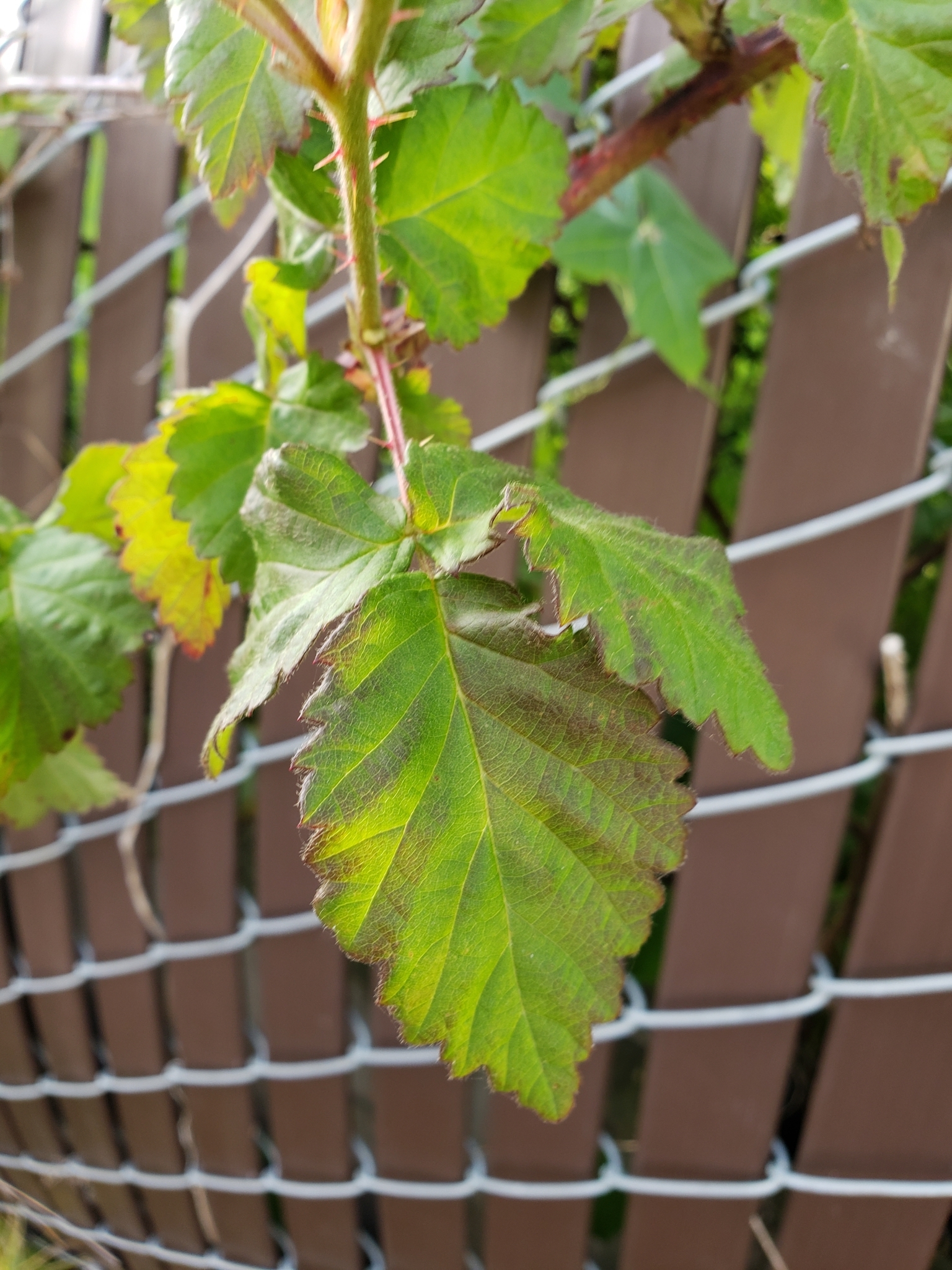 Genus<em> Rubus</em> in Monterey County, California (4/13/2021).